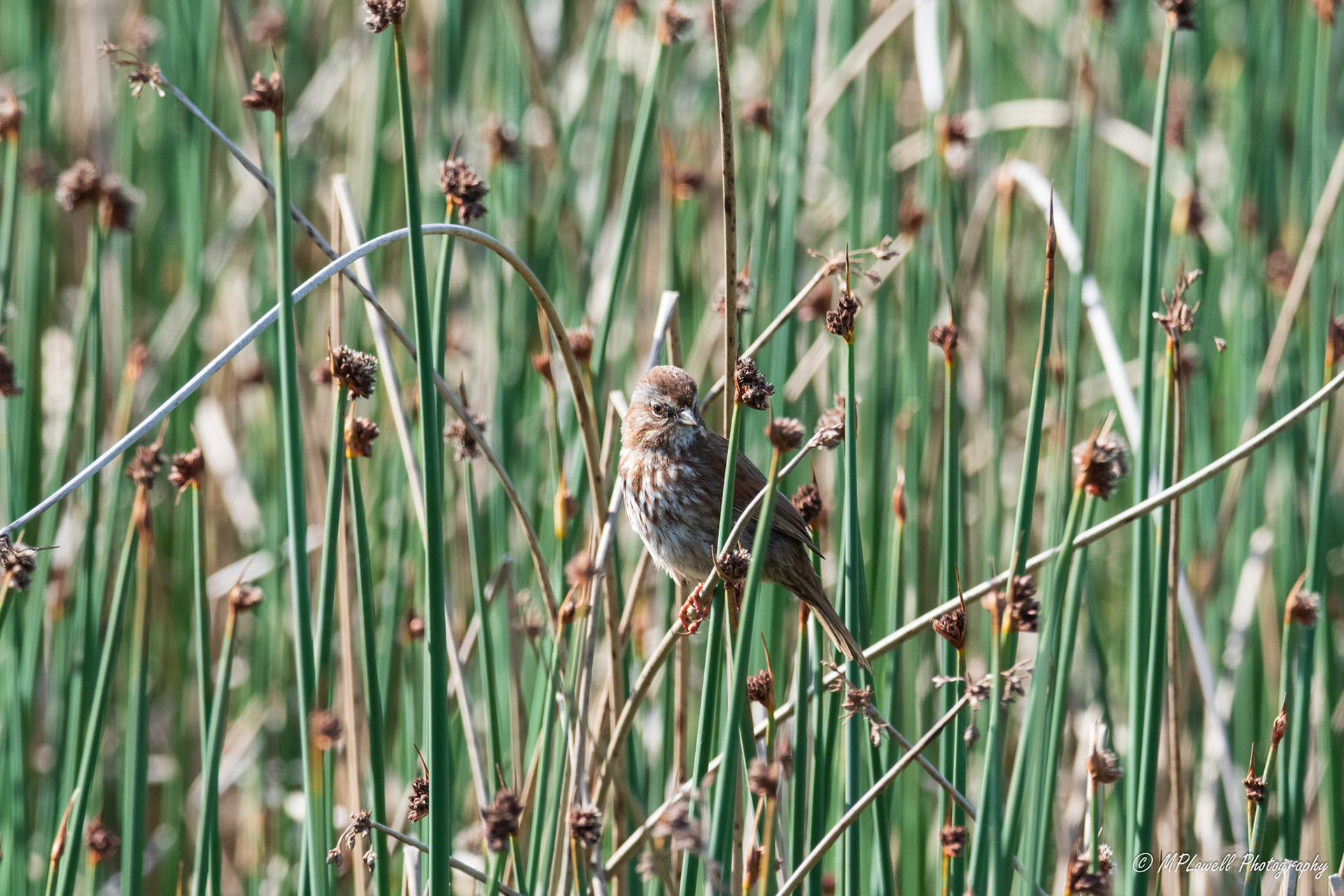 Scenes of Spring at the Edmonds Marsh