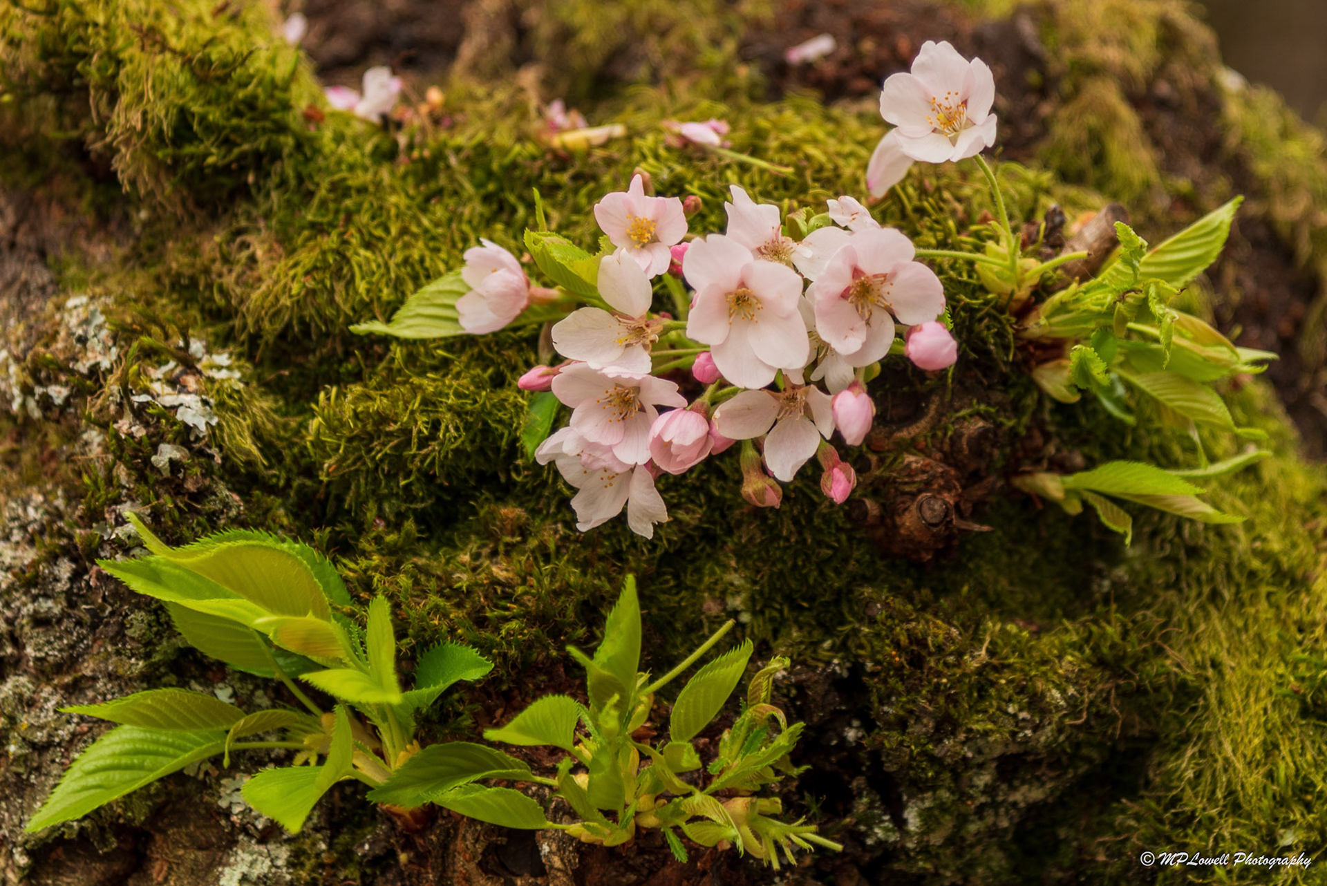 Cherry Blossoms Budding