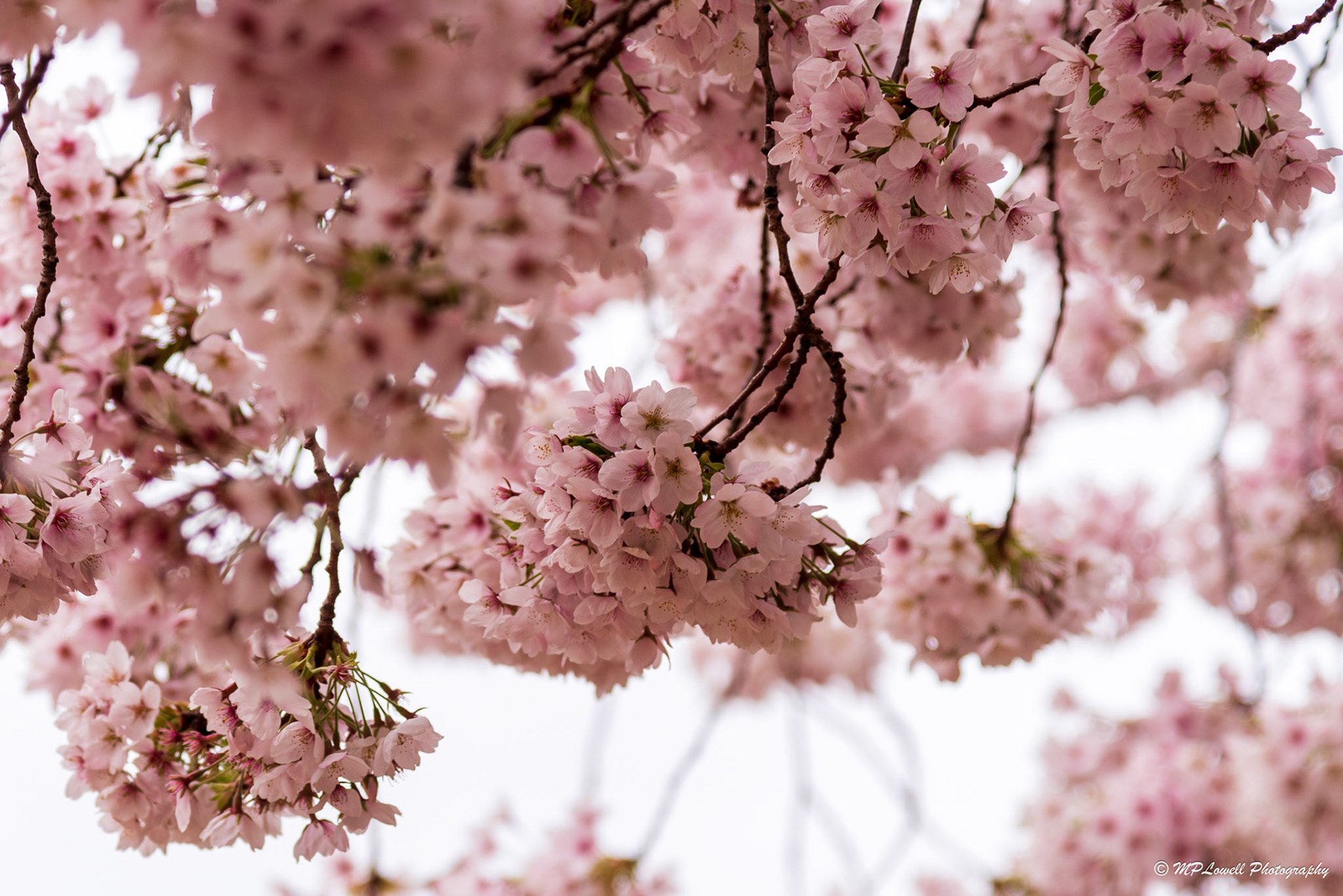 Closeup Cherry Blossoms in Bloom