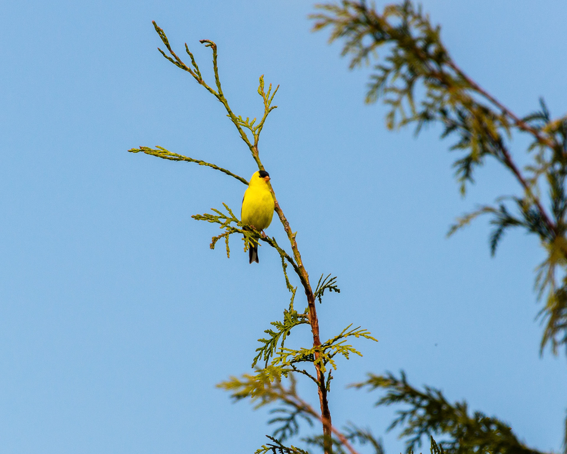 A goldfinch (male) rests but is aware