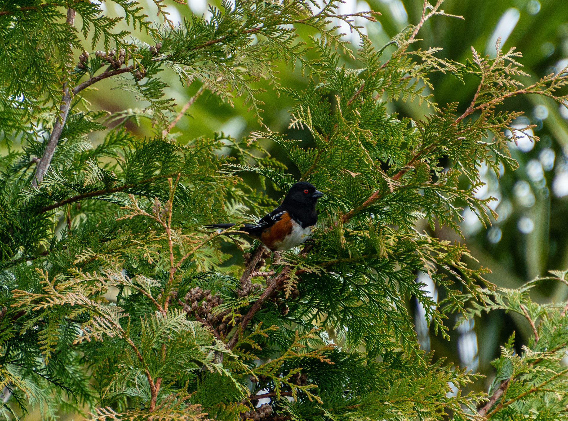 The spotted towhee is a large New World sparrow.