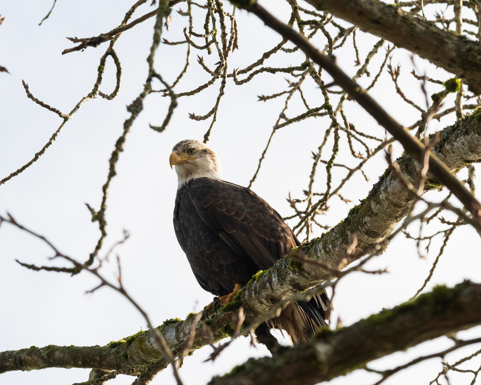 Silently perched, a Bald Eagle looks focused