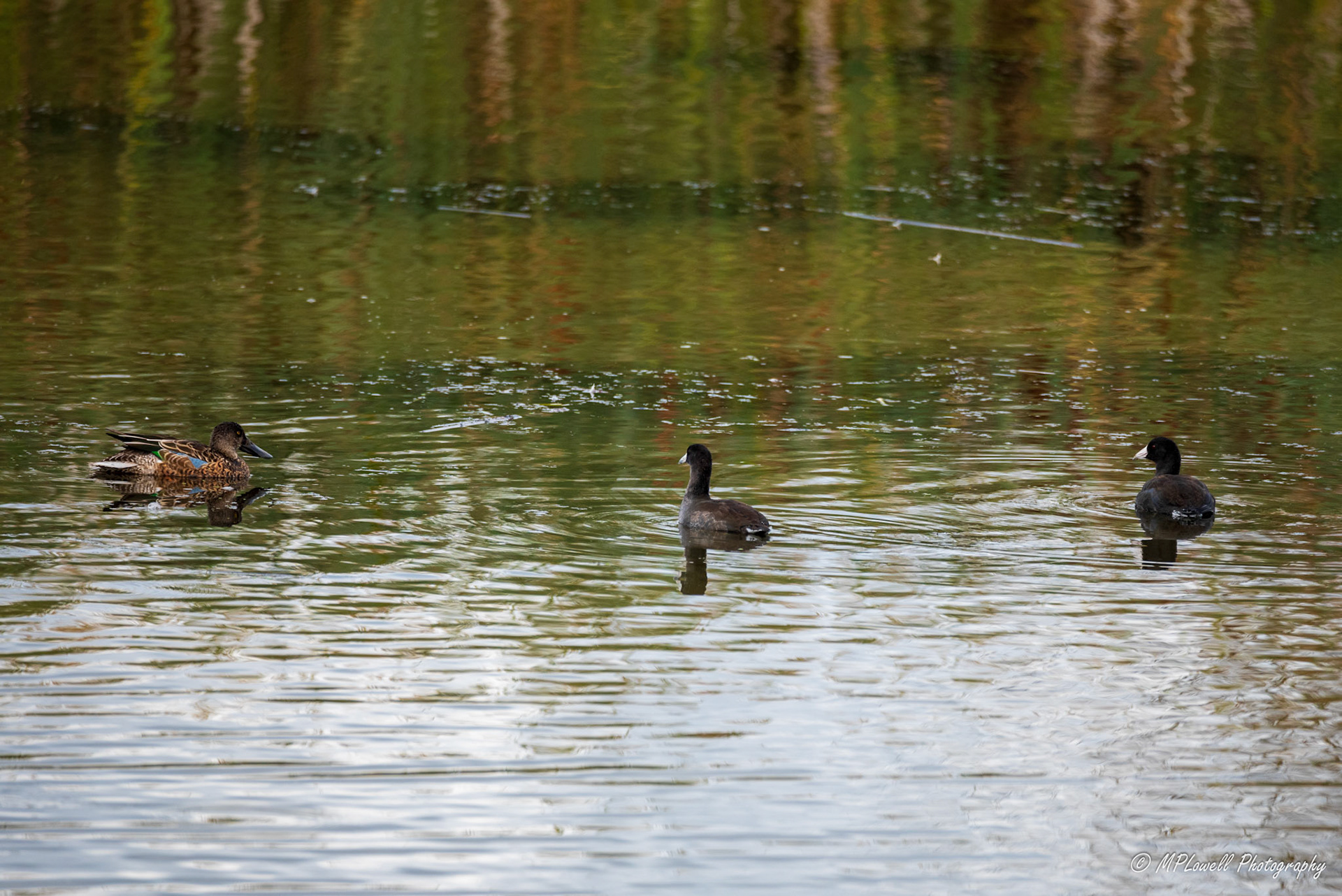 Sitting in a pond during low tide runoff, an Northern Shoveler and two American Coots forage for a meal.
