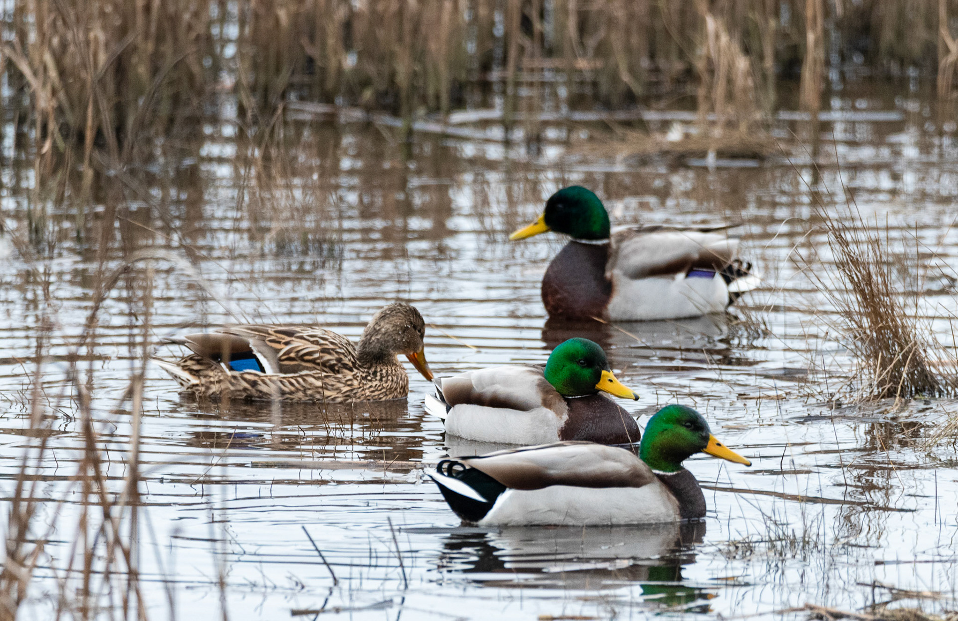 A collection of geese and ducks on 02/12/2021 at the Edmonds Marsh Wetlands, Edmonds WA.