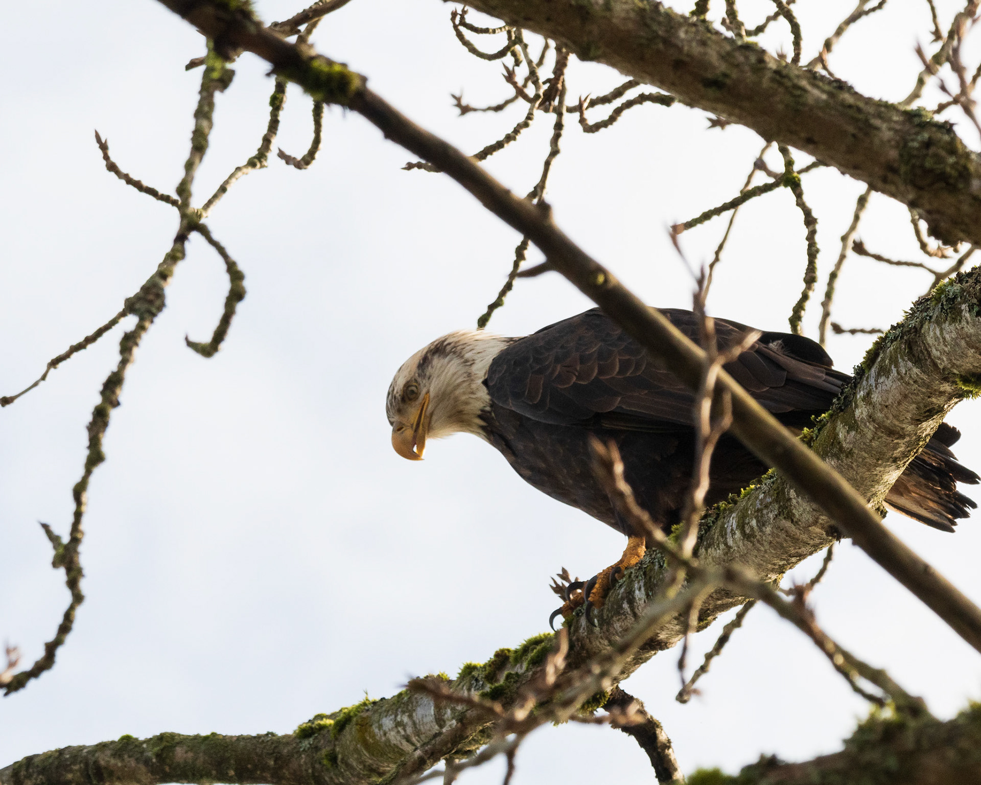 Keeping a watchful eye for more snacks, a Bald Eagle surveys down through the trees