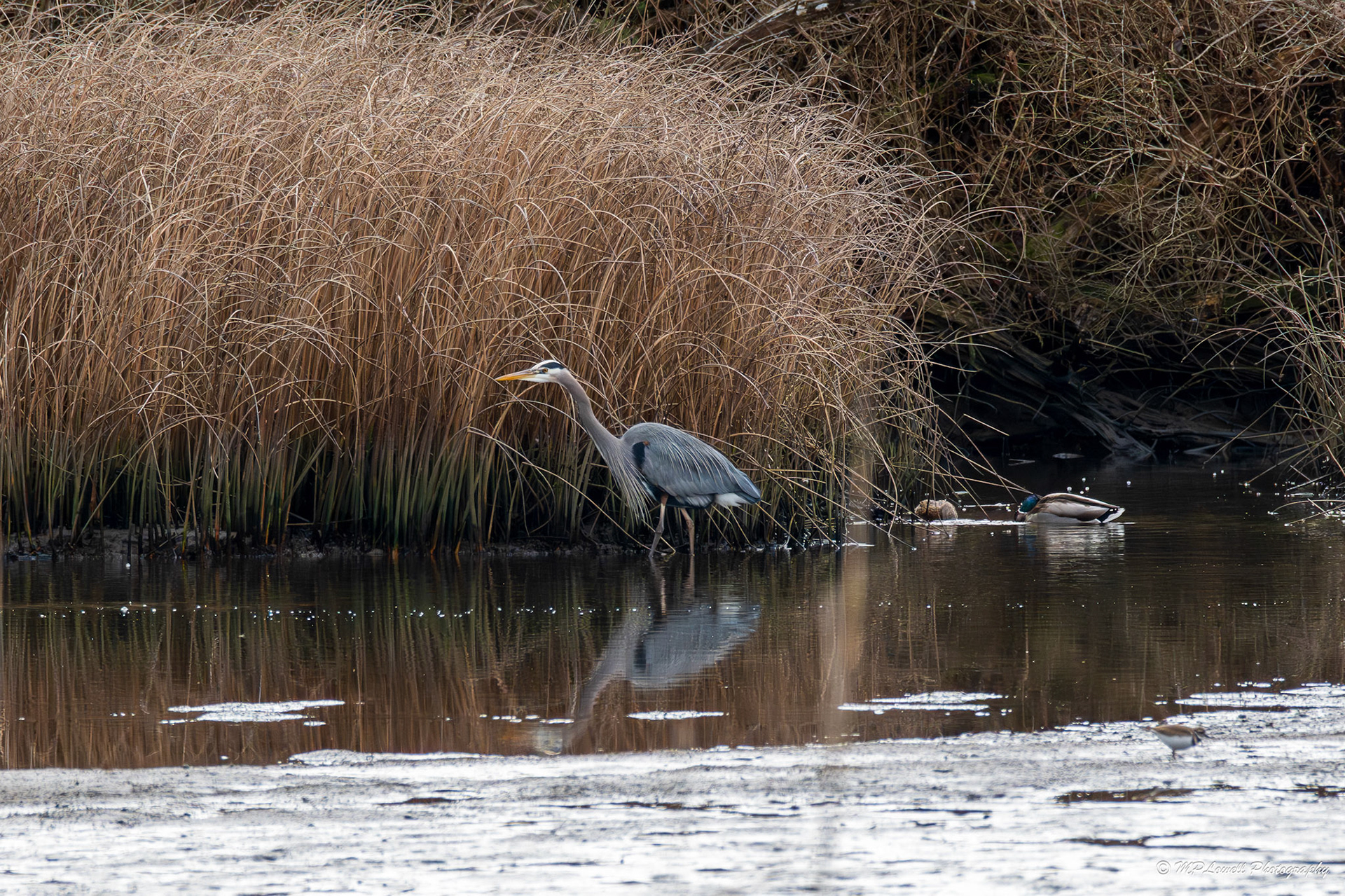 Great Blue Heron on the hunt