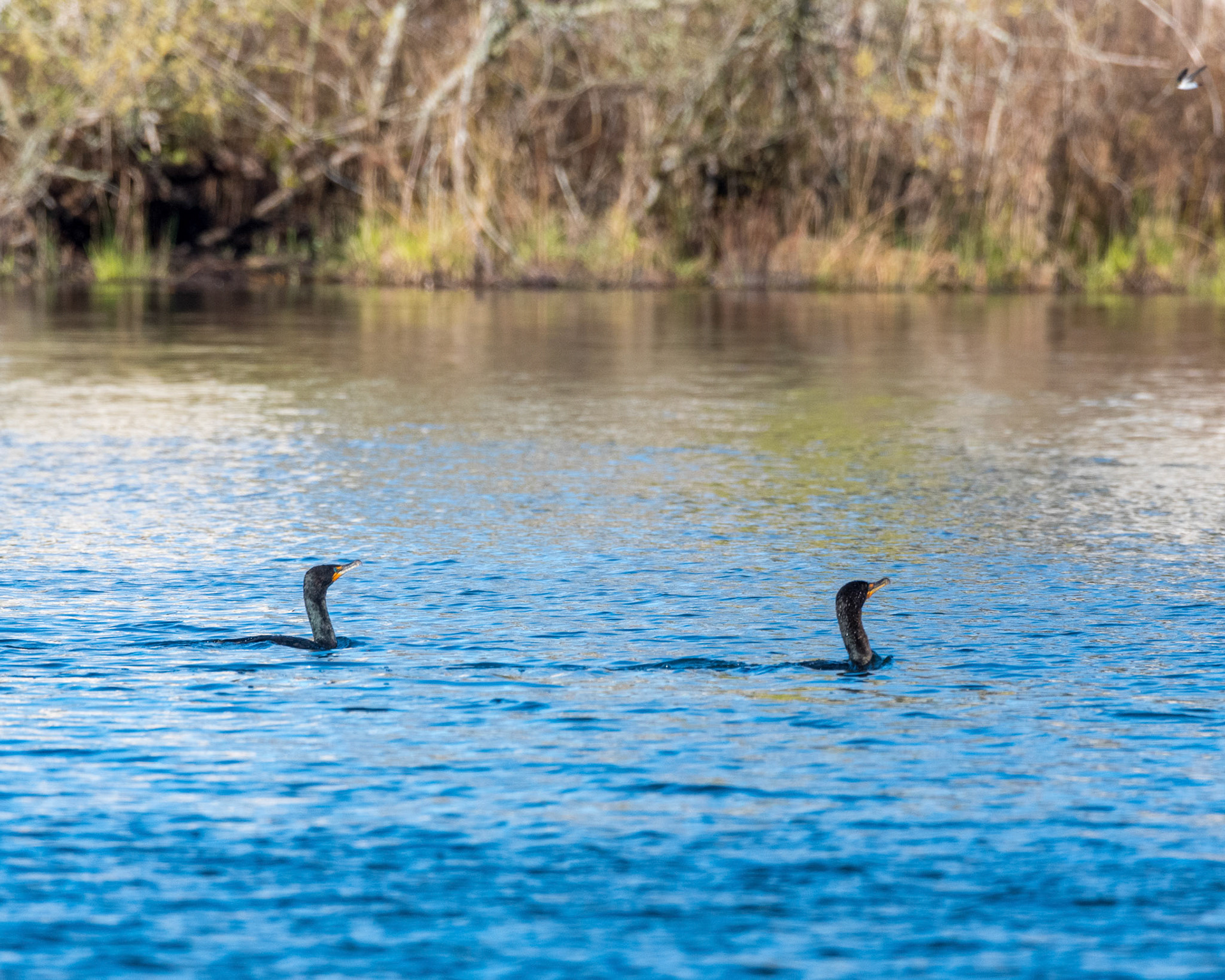 Two Double-Crested Comorants glide in Silver Lake, Everett, WA