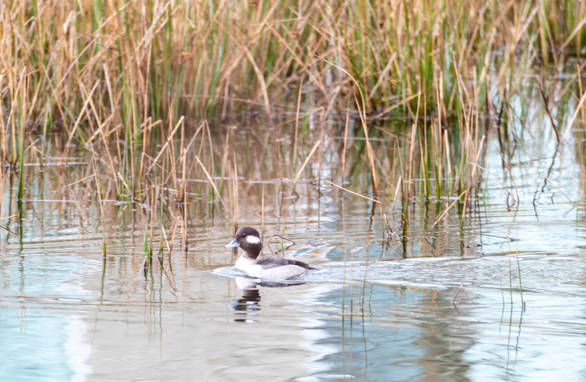Buffleheads are cavity-nesting ducks and prefer to nest near lakes and deep ponds with associated temperate woodlands. Female buffleheads lay an average of 9 eggs.