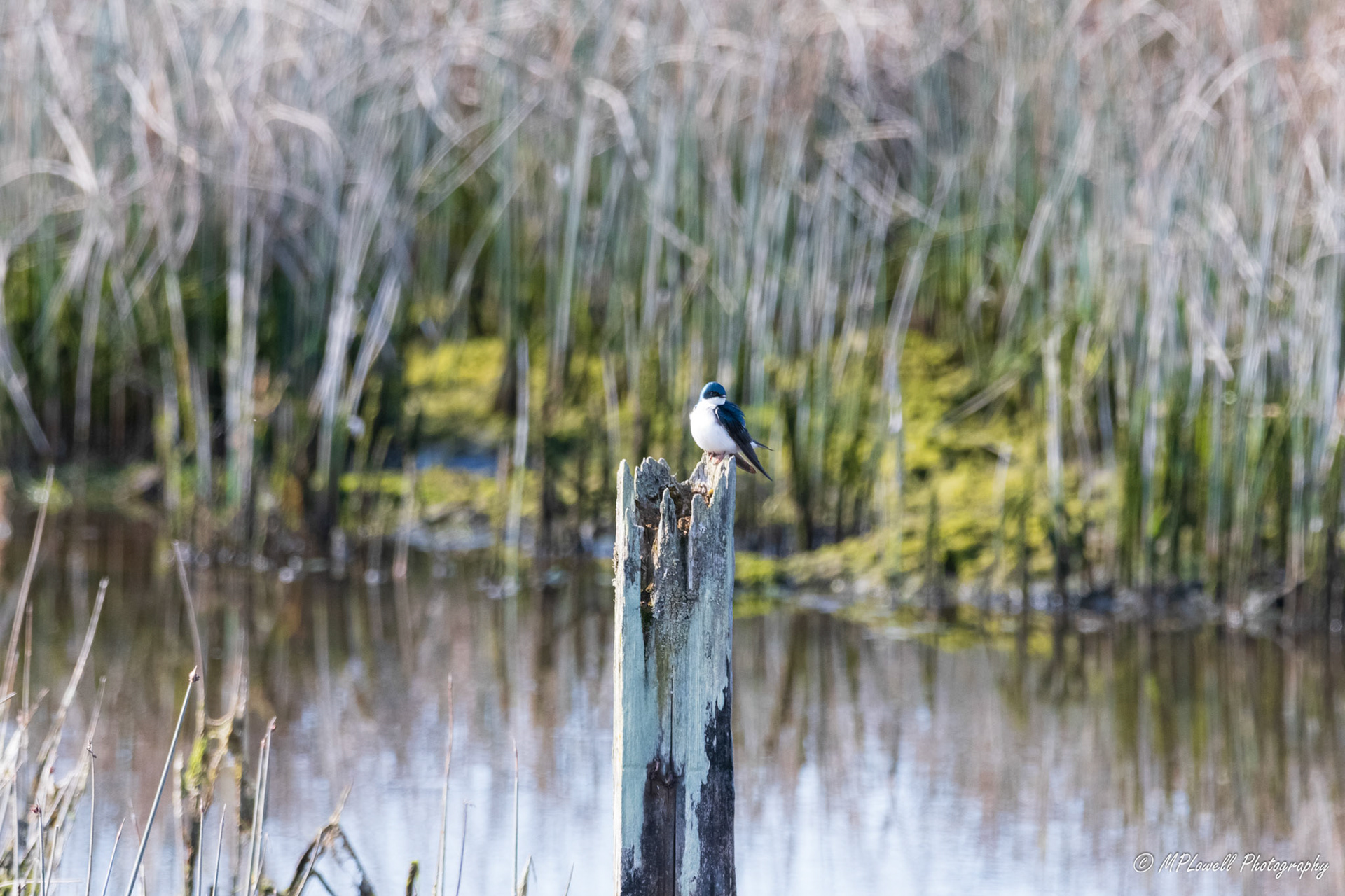 Scenes of Spring at the Edmonds Marsh