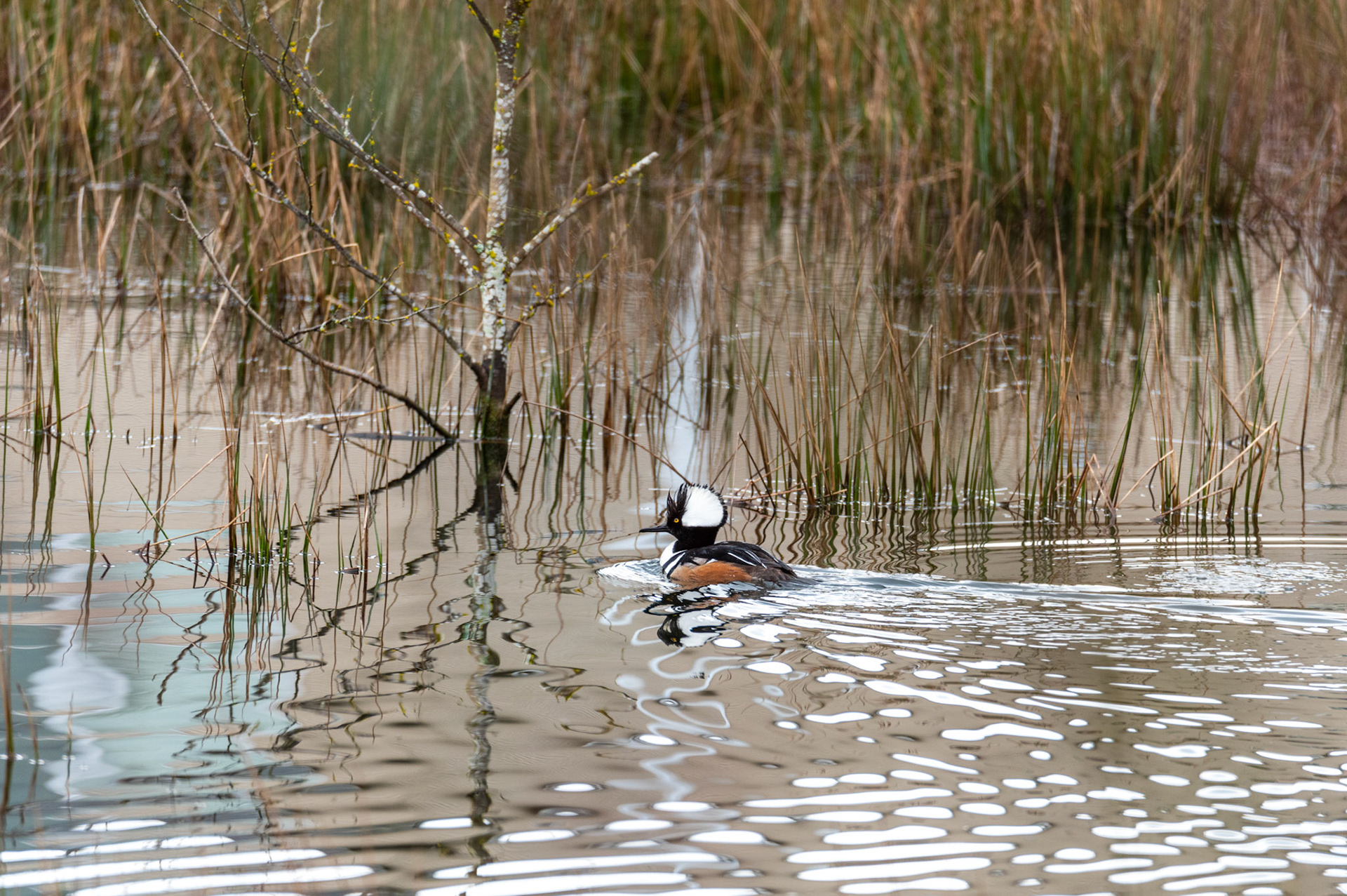 A Male Hooded Merganser visits a neighborhood mill pond in Mill Creek, WA