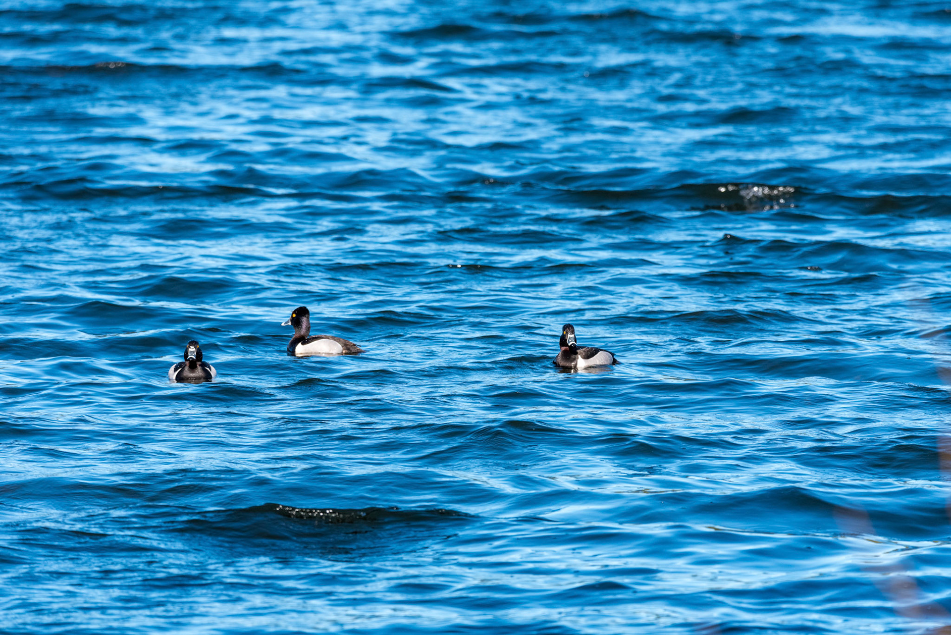 Two of three Ring-Neck ducks look towards shore along Silver Lake in everett, WA