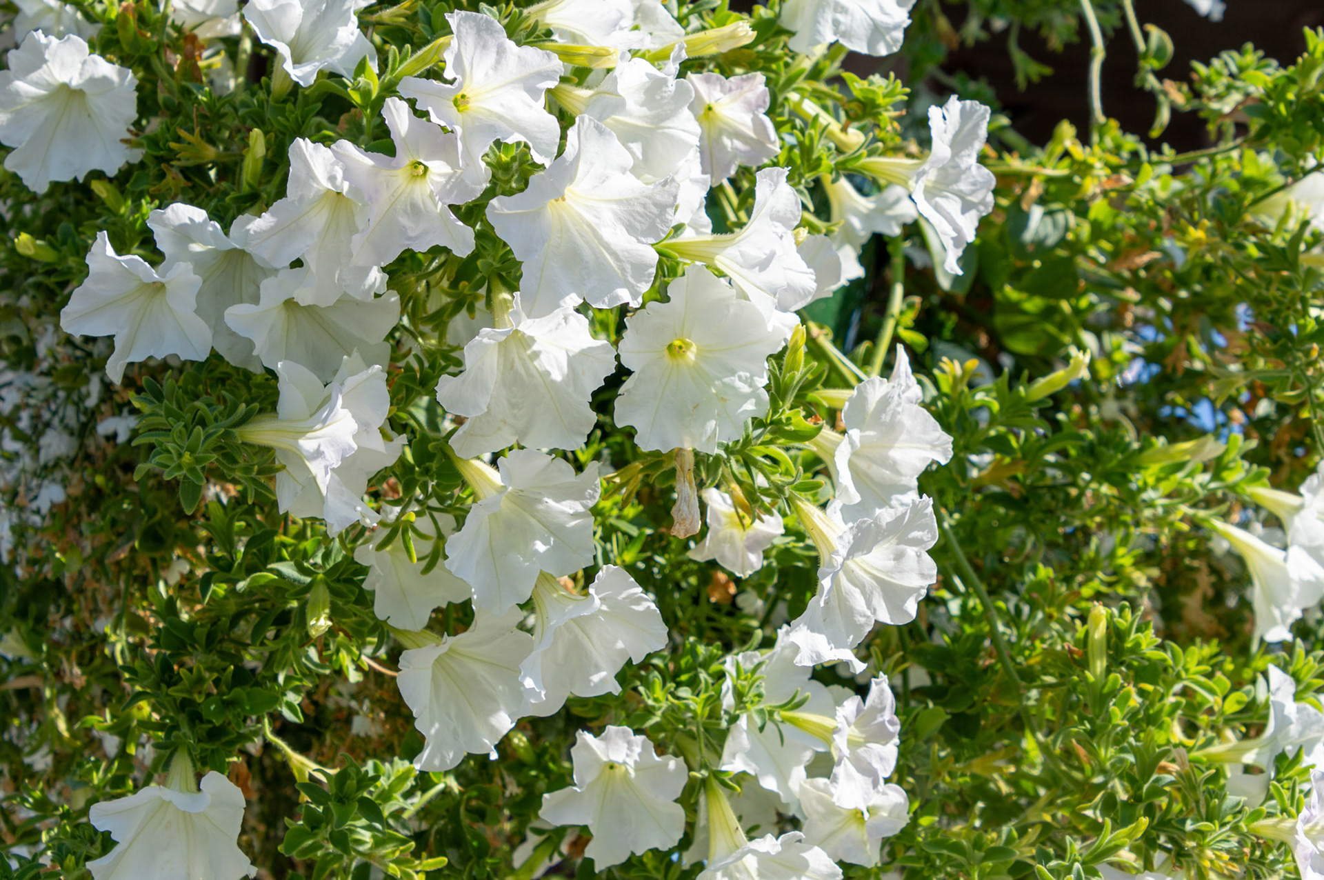 LaConnor Flower Basket, LaConnor, WA