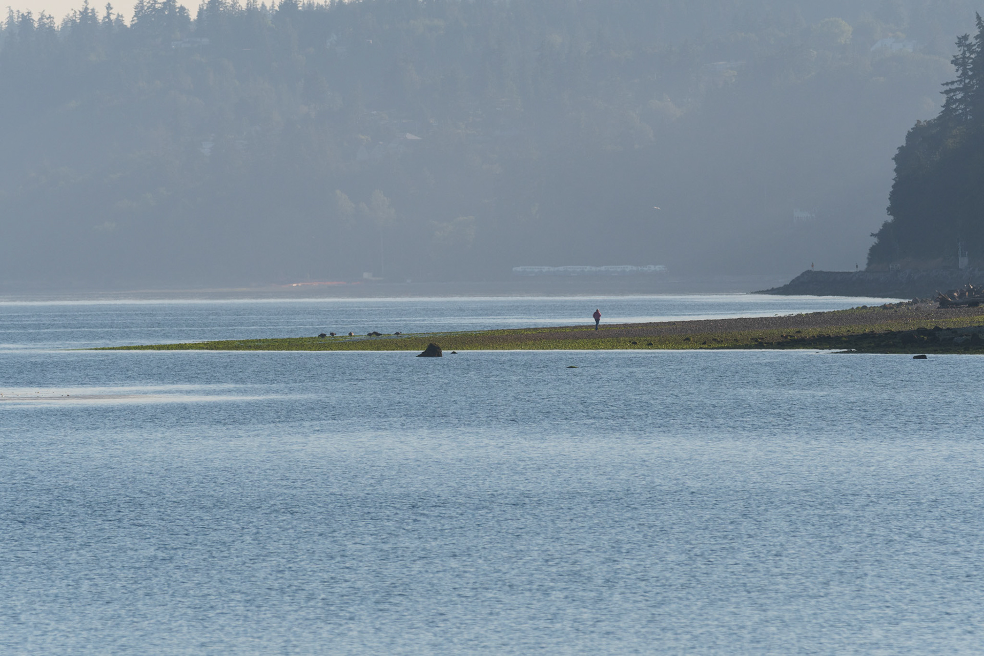 A lone beach walker along the low tide beach at Edmonds, WA