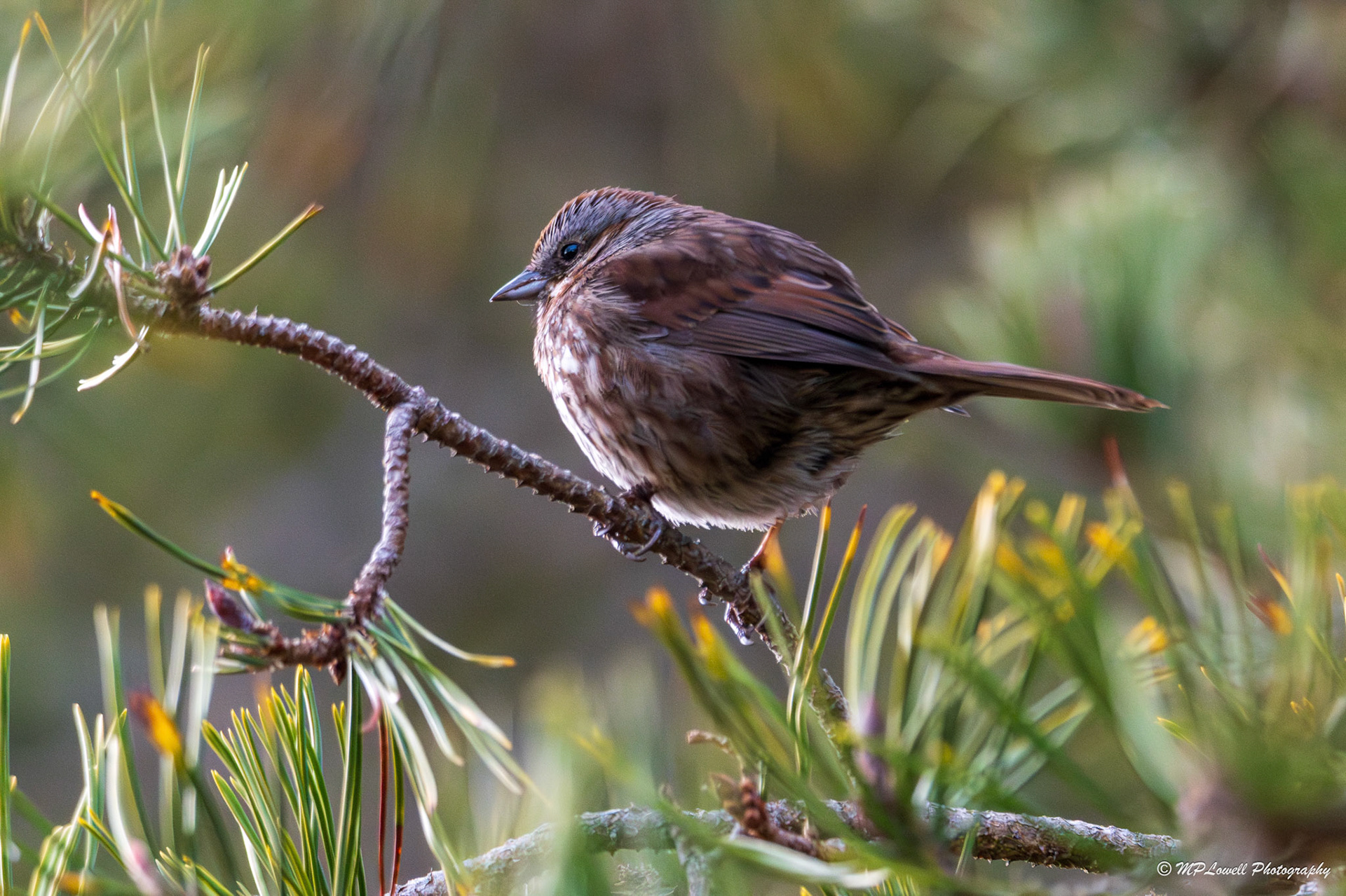 Song Sparrow