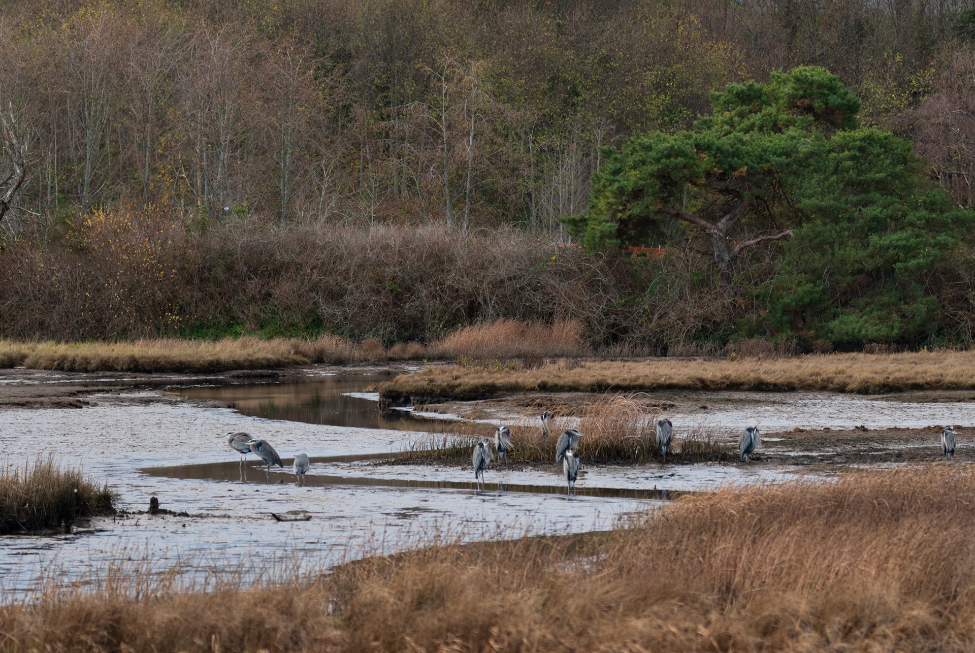 Herons huddle in the cold morning at the Edmonds Marsh, Edmonds, WA