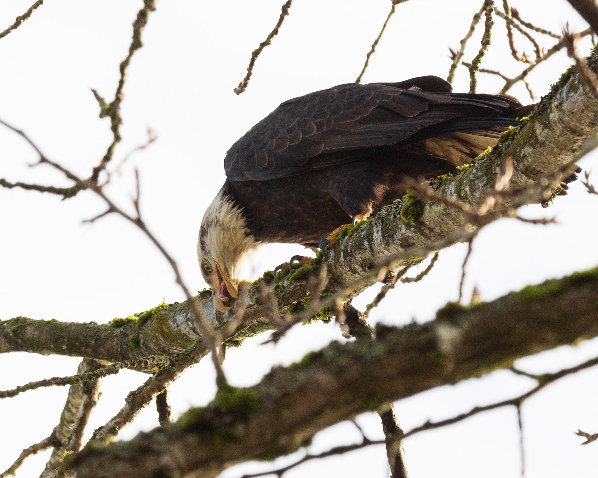 A Bald Eagle cleans or sharpens its beak on tree limbs. (note tongue).
