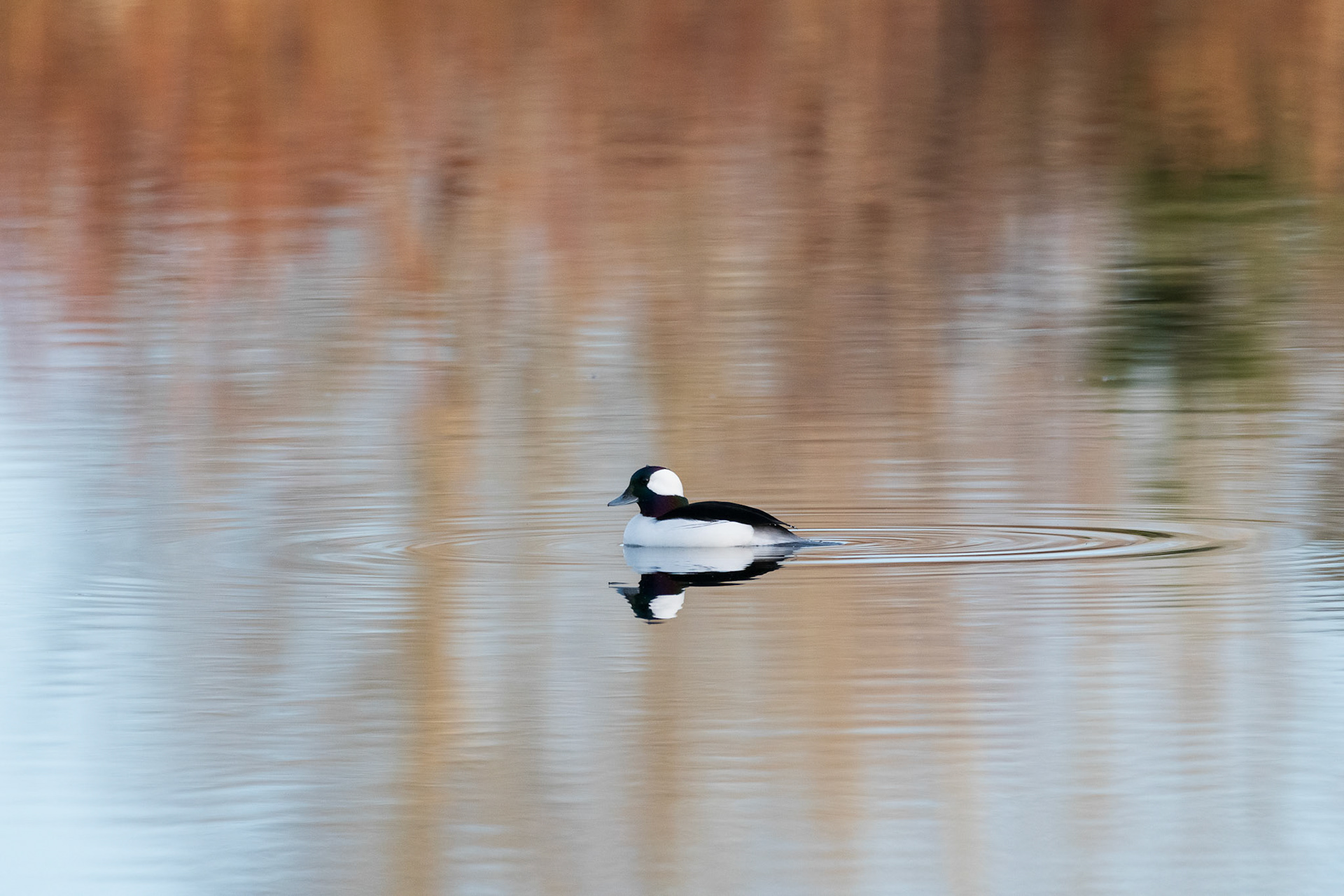 Young Bufflehead alone in a pond