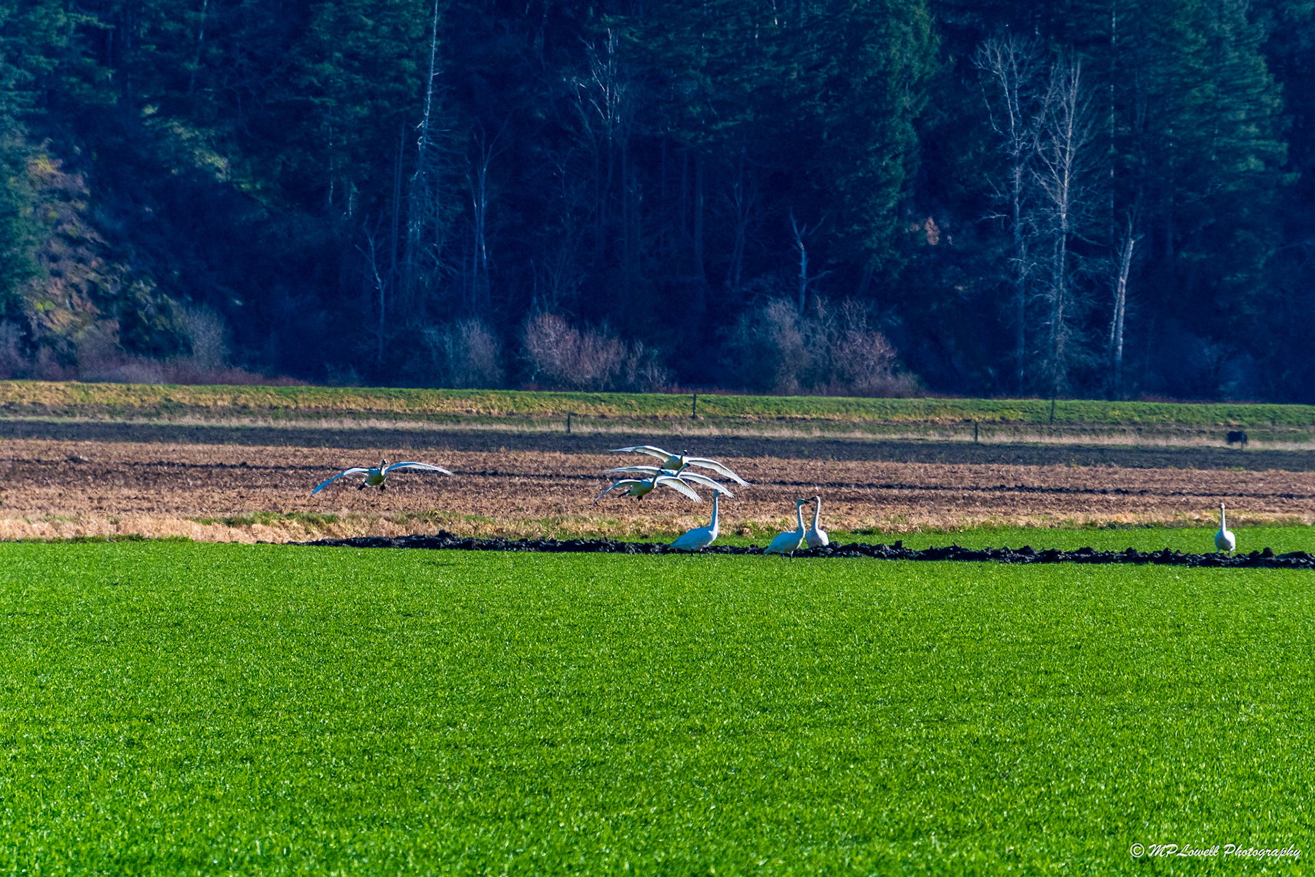 Trumpeter Swans landing on field in Skagit Valley, WA