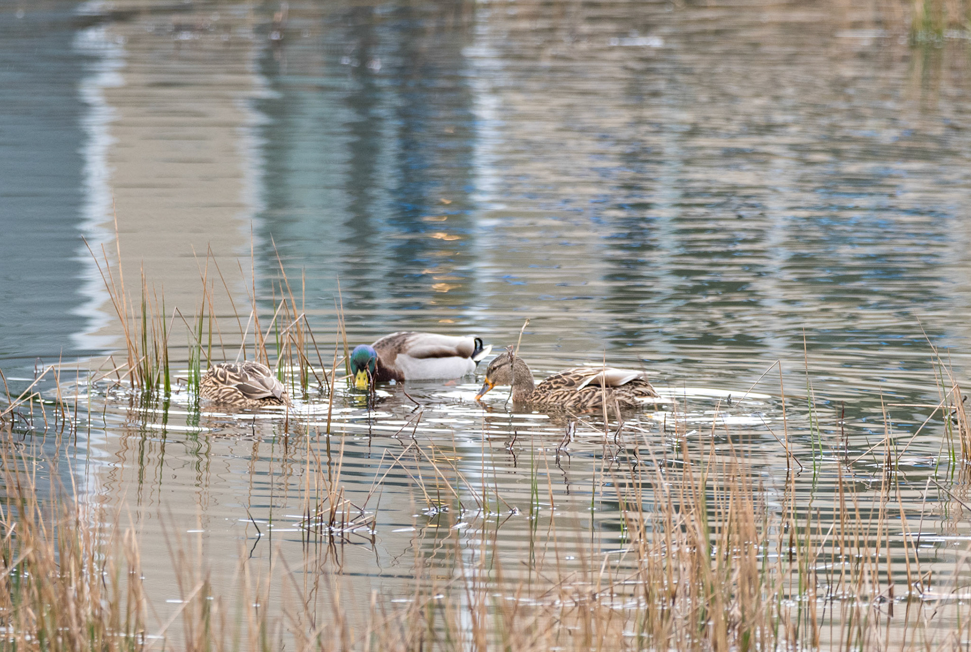 A group of Mallard Ducks, male and female, look intently towards a interesting find.