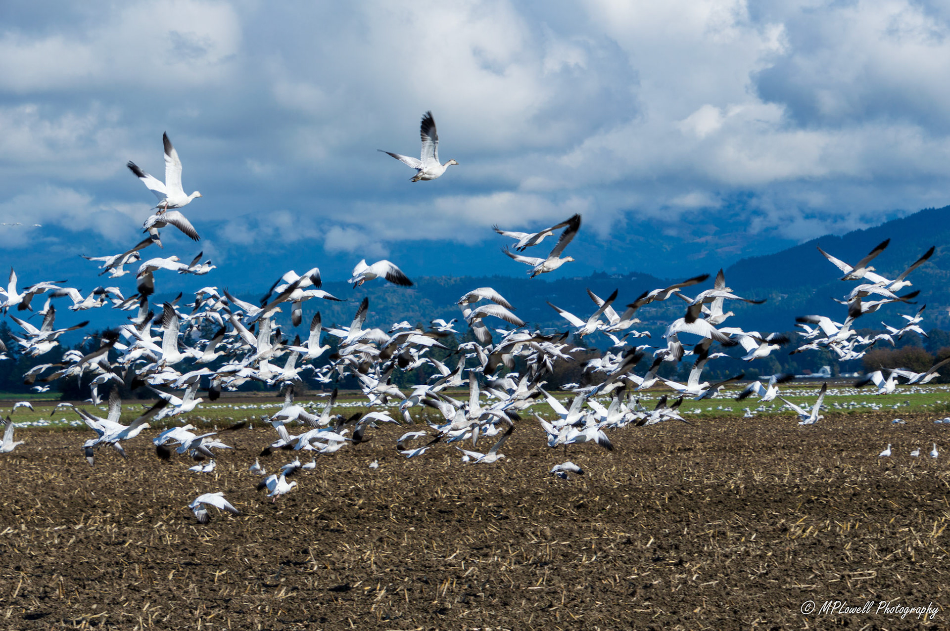 The annual Snow Geese visitors begin arriving throughout Skagit Valley fields, thousands upon thousands visit this area.   these huge flocks, migrate through this area from October to February every year and are a sight to see in the Skagit Valley farmlands, by Mount Vernon and Conway, WA