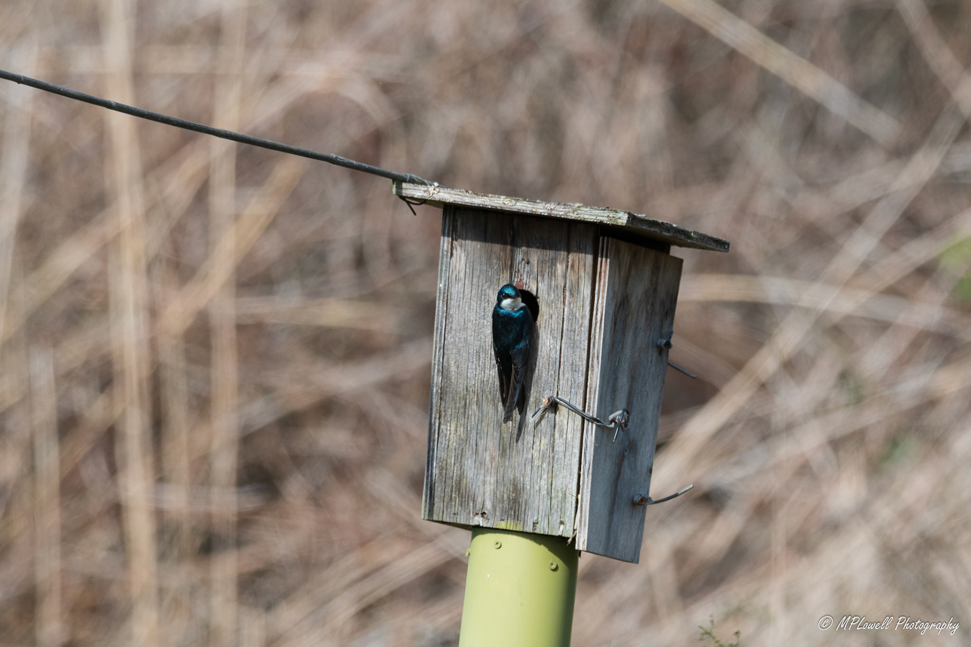 Scenes of Spring at the Edmonds Marsh