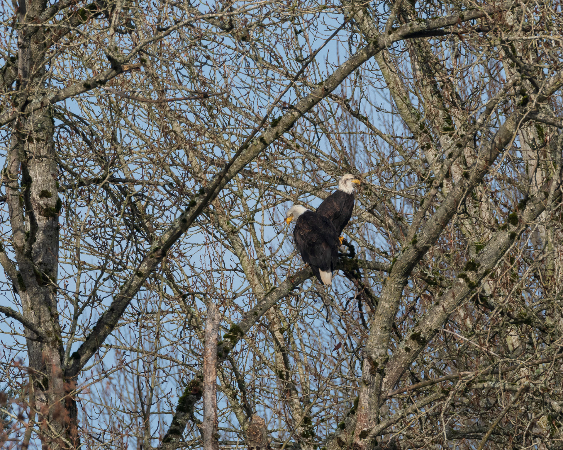 A pair of Bald Eagles in trees above the Snohomish river. Not pictured is a young juvenile Bald Eagle within thier watchful eyes; at Lowell- River Park Area, Snohomish, WA
