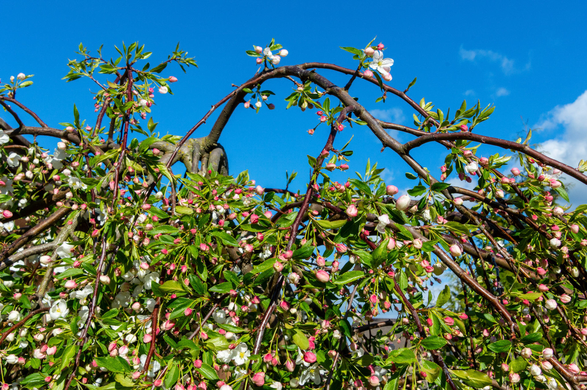 A Flowing Crabapple Blossom against a sunny spring blue sky