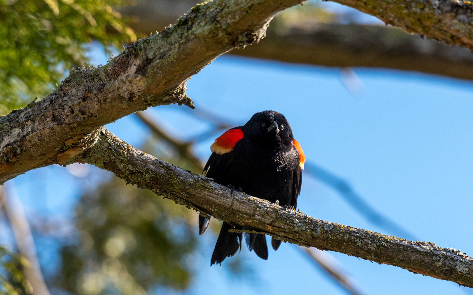 A Red-Wing Blackbird piers out along the trail at Silver Lake, Everett, WA