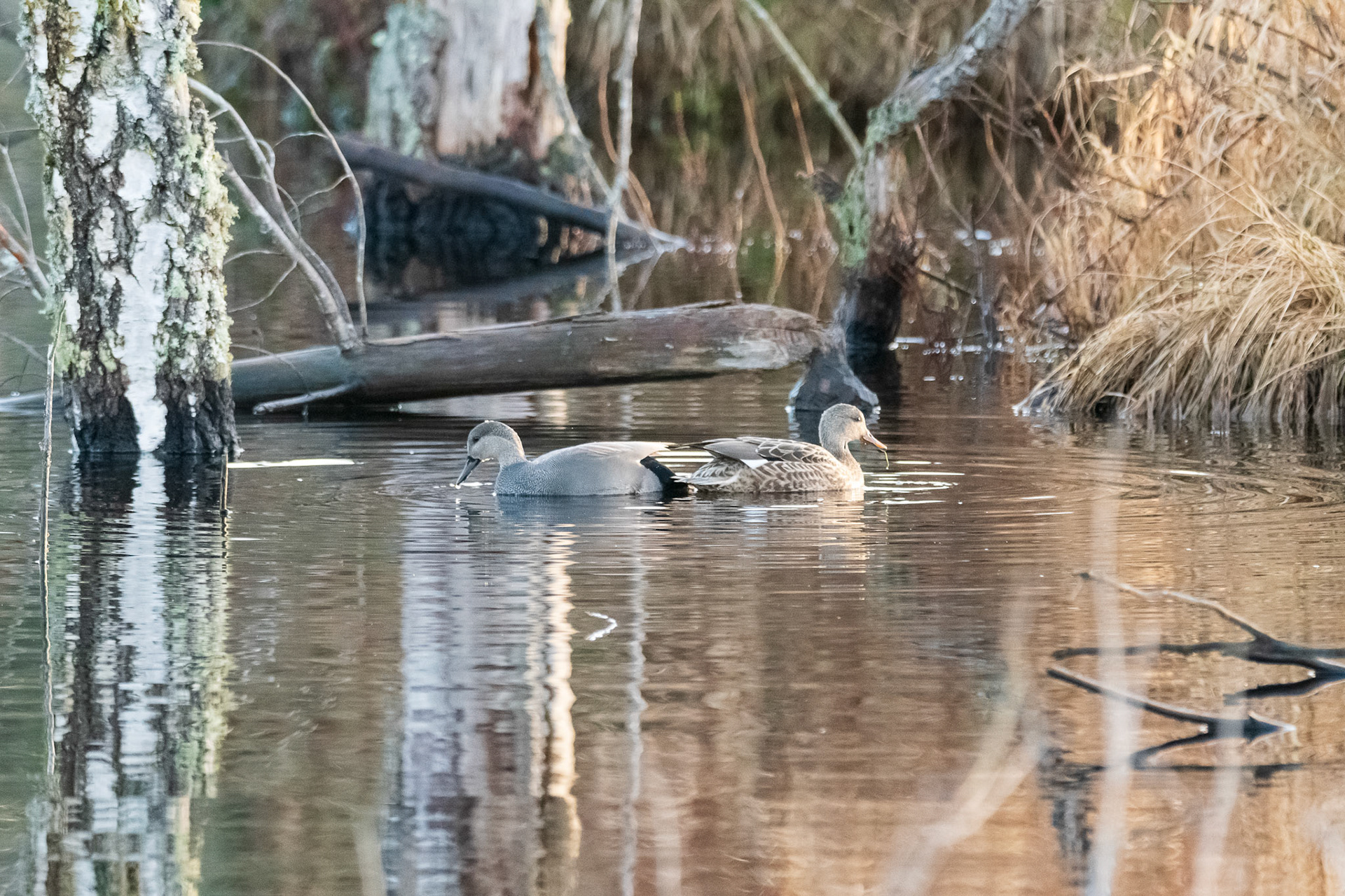 Butt to Butt Gadwell's (Male on left and Female on right)