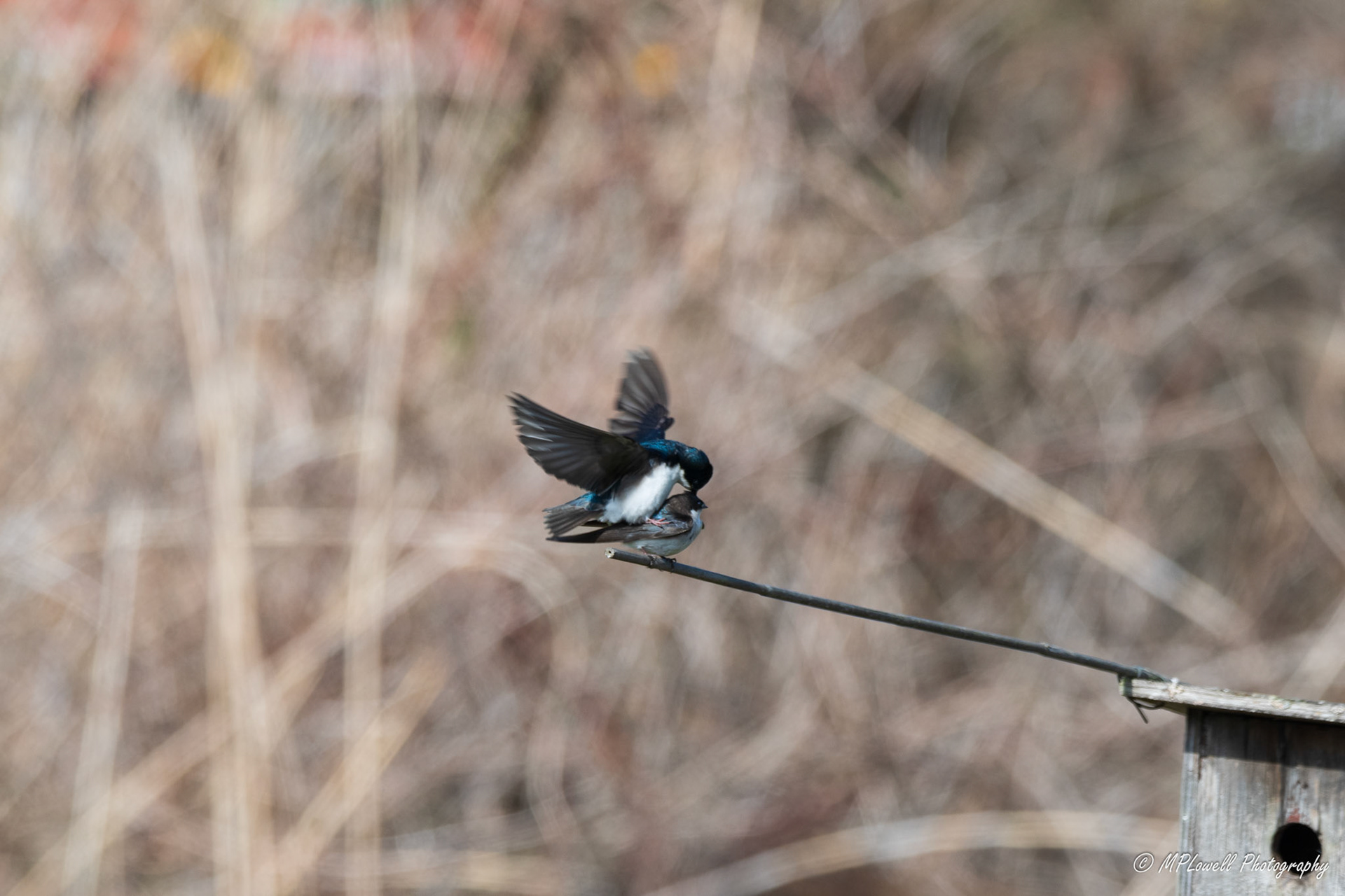 Scenes of Spring at the Edmonds Marsh