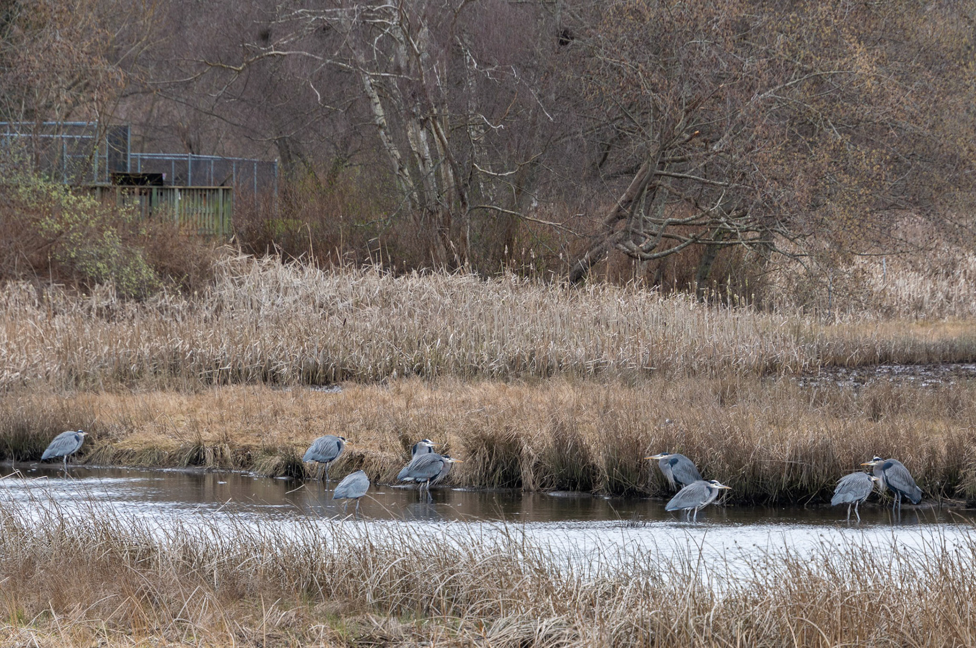 A few Blue Herons huddle in the winter wind