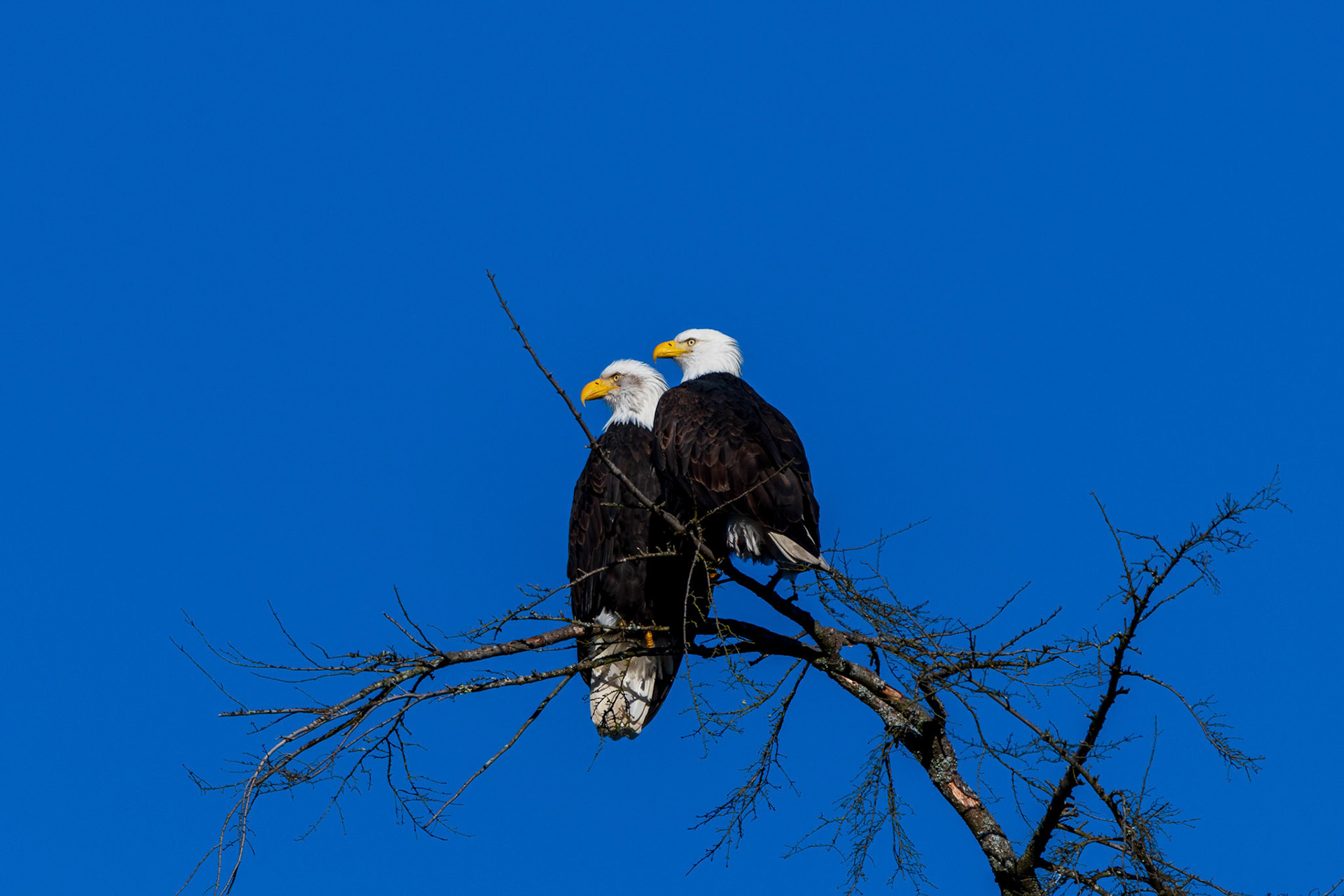 Female on the left, smaller male on right