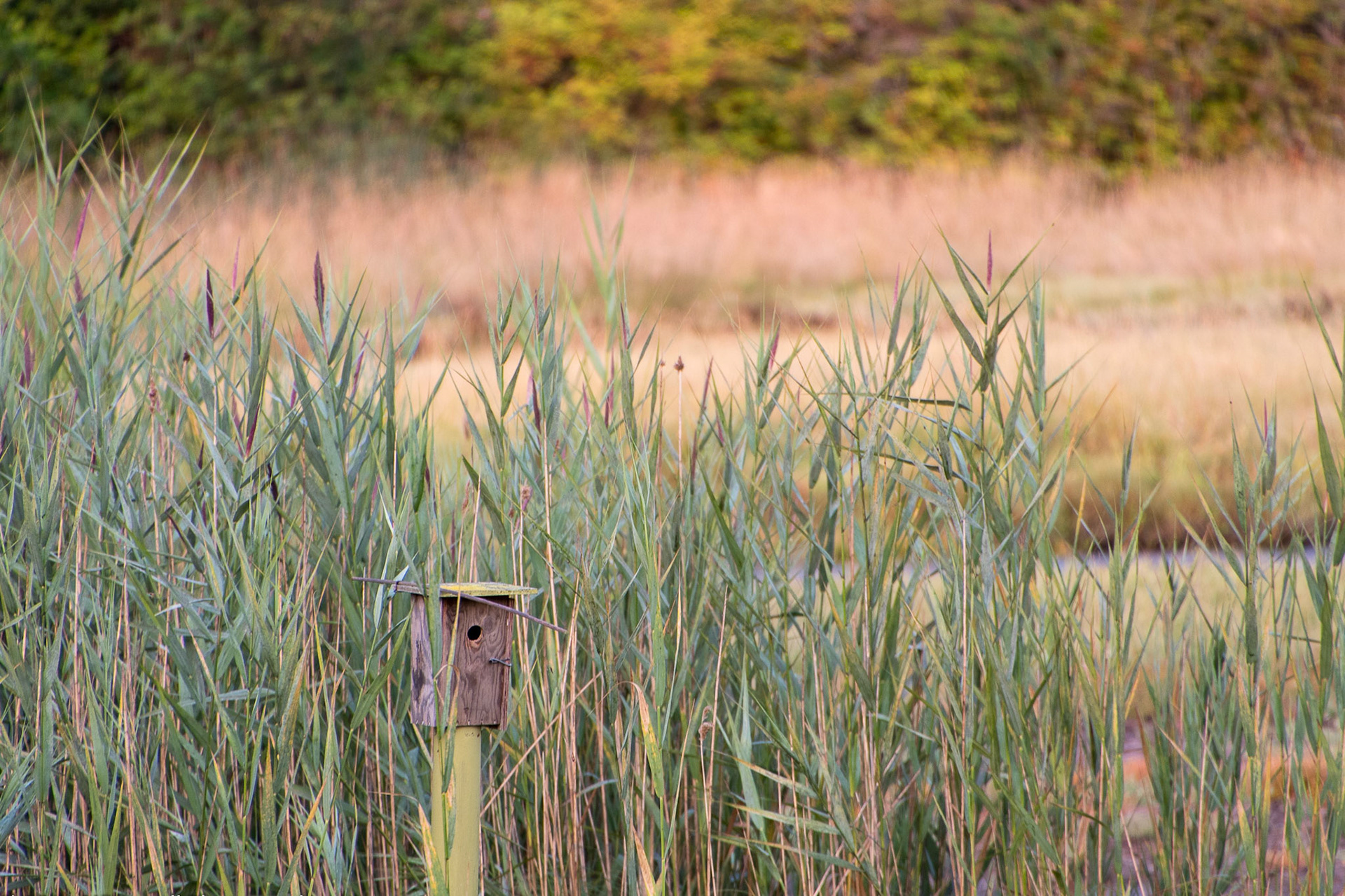 A vacant Birdhouse hope to welcome a boarder..