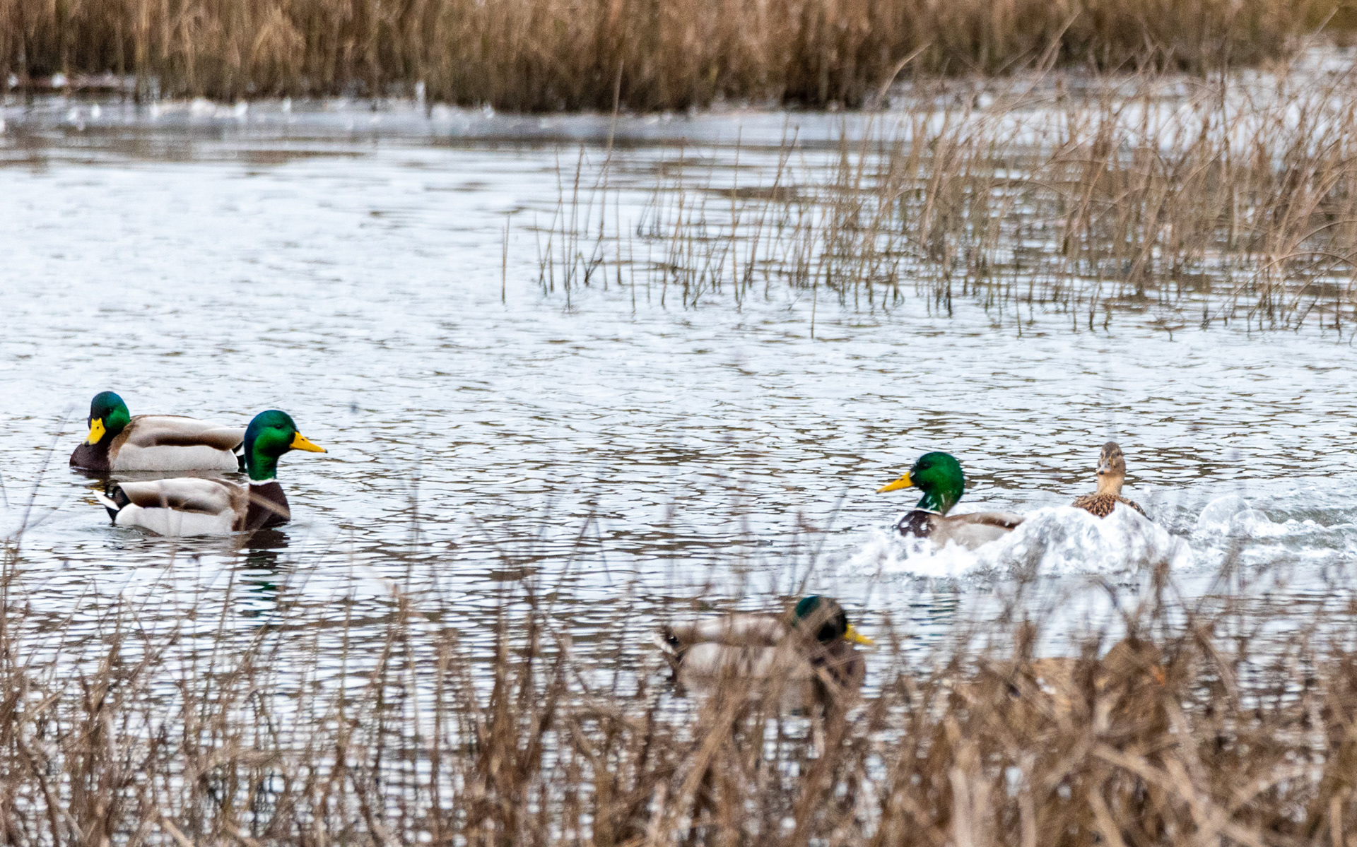 A collection of geese and ducks on 02/12/2021 at the Edmonds Marsh Wetlands, Edmonds WA.