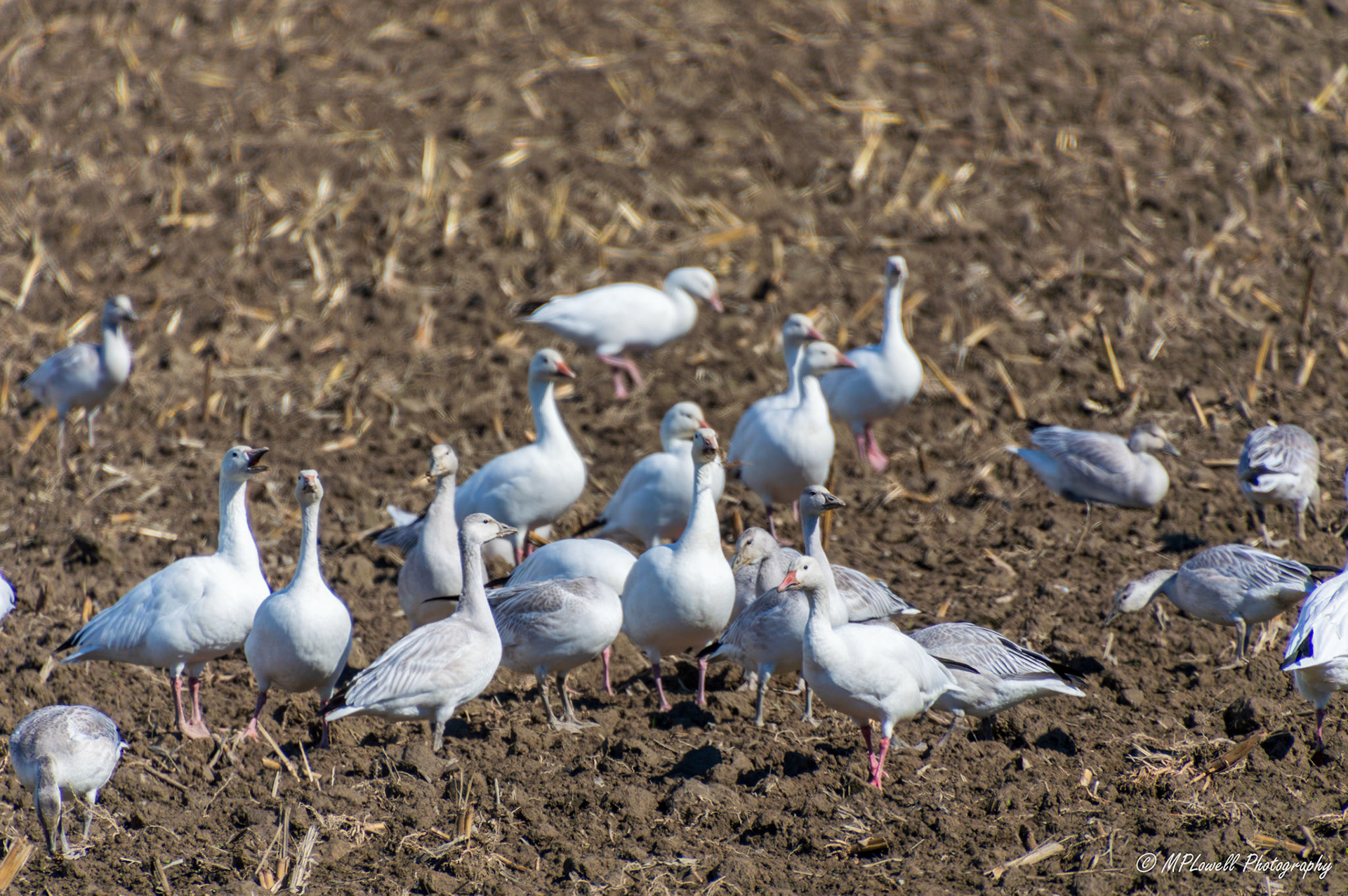 The annual Snow Geese visitors begin arriving throughout Skagit Valley fields, thousands upon thousands visit this area.   these huge flocks, migrate through this area from October to February every year and are a sight to see in the Skagit Valley farmlands, by Mount Vernon and Conway, WA