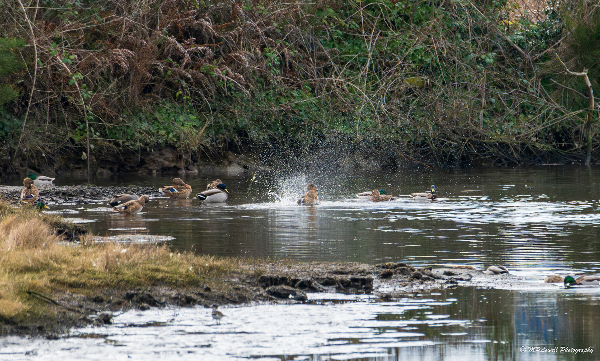Splish Splash taking a bath