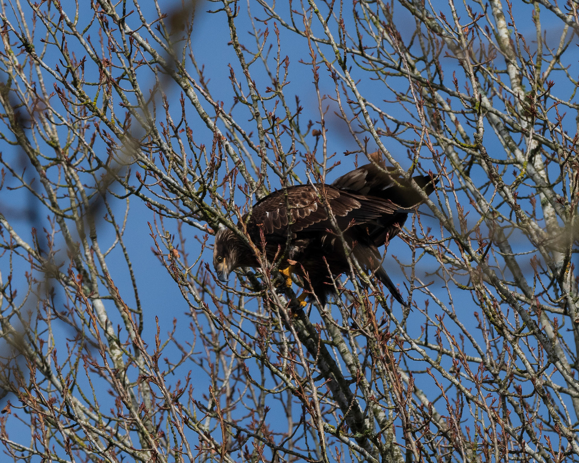 While its parents sit together below in a nearby tree, a young juvenile Bald Ealge balances above them within small tree limbs