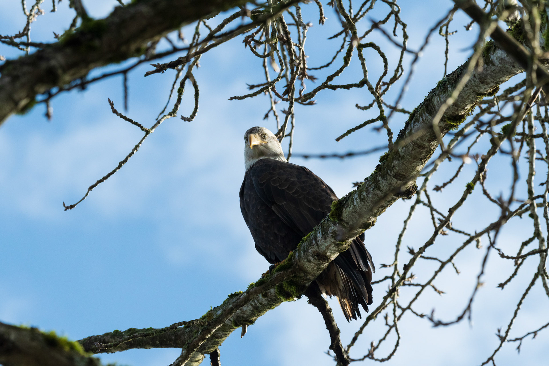 Staring off a Bald Eagle looks at activity far below