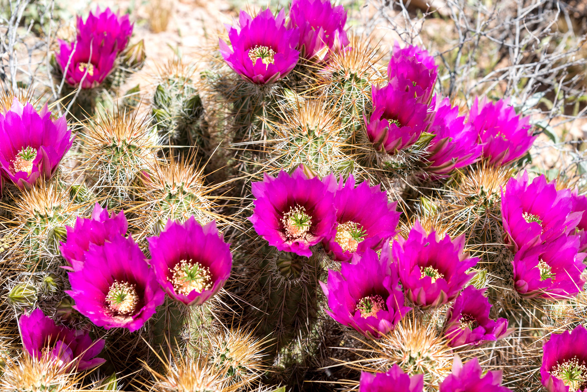 Prickly purple flowers