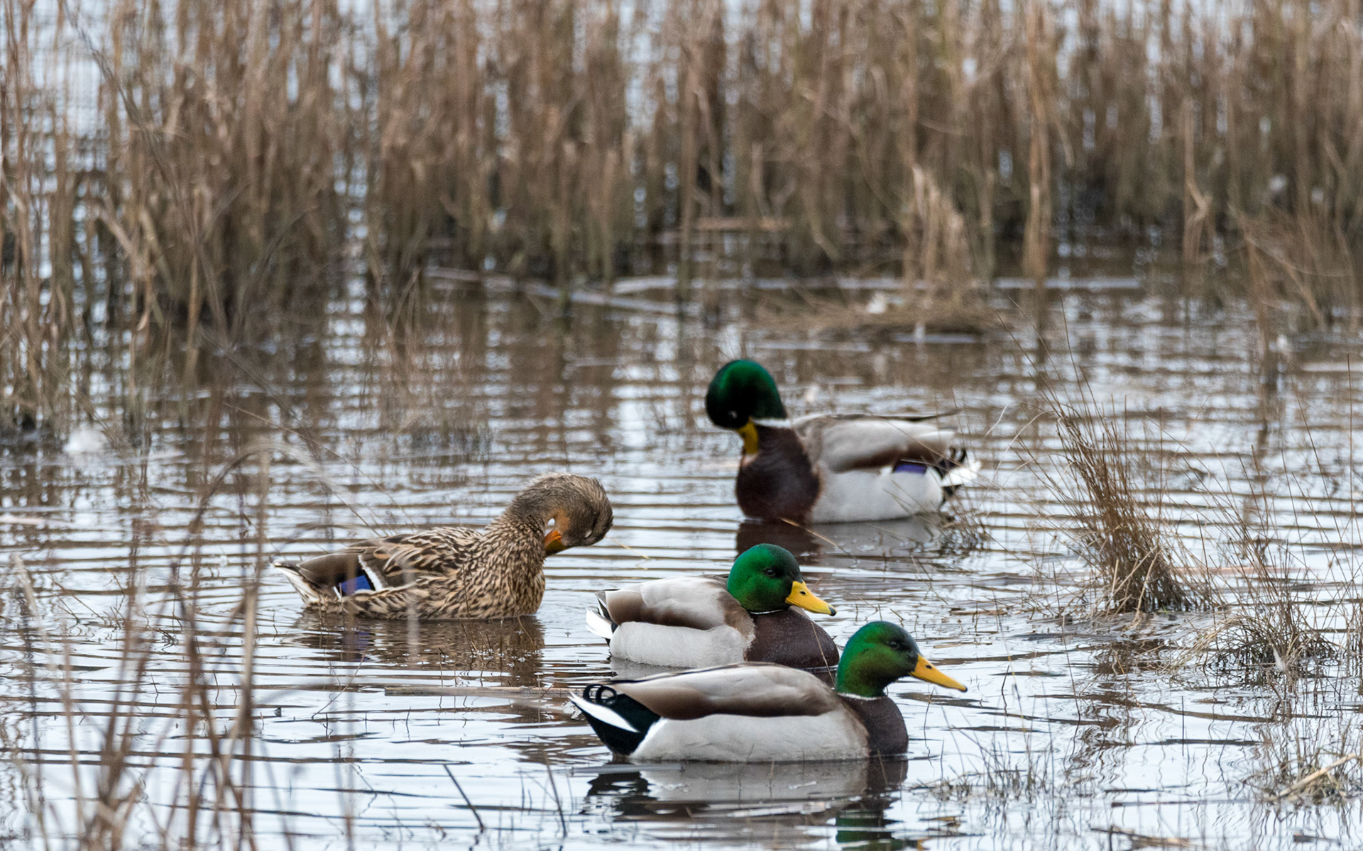 A collection of geese and ducks on 02/12/2021 at the Edmonds Marsh Wetlands, Edmonds WA.