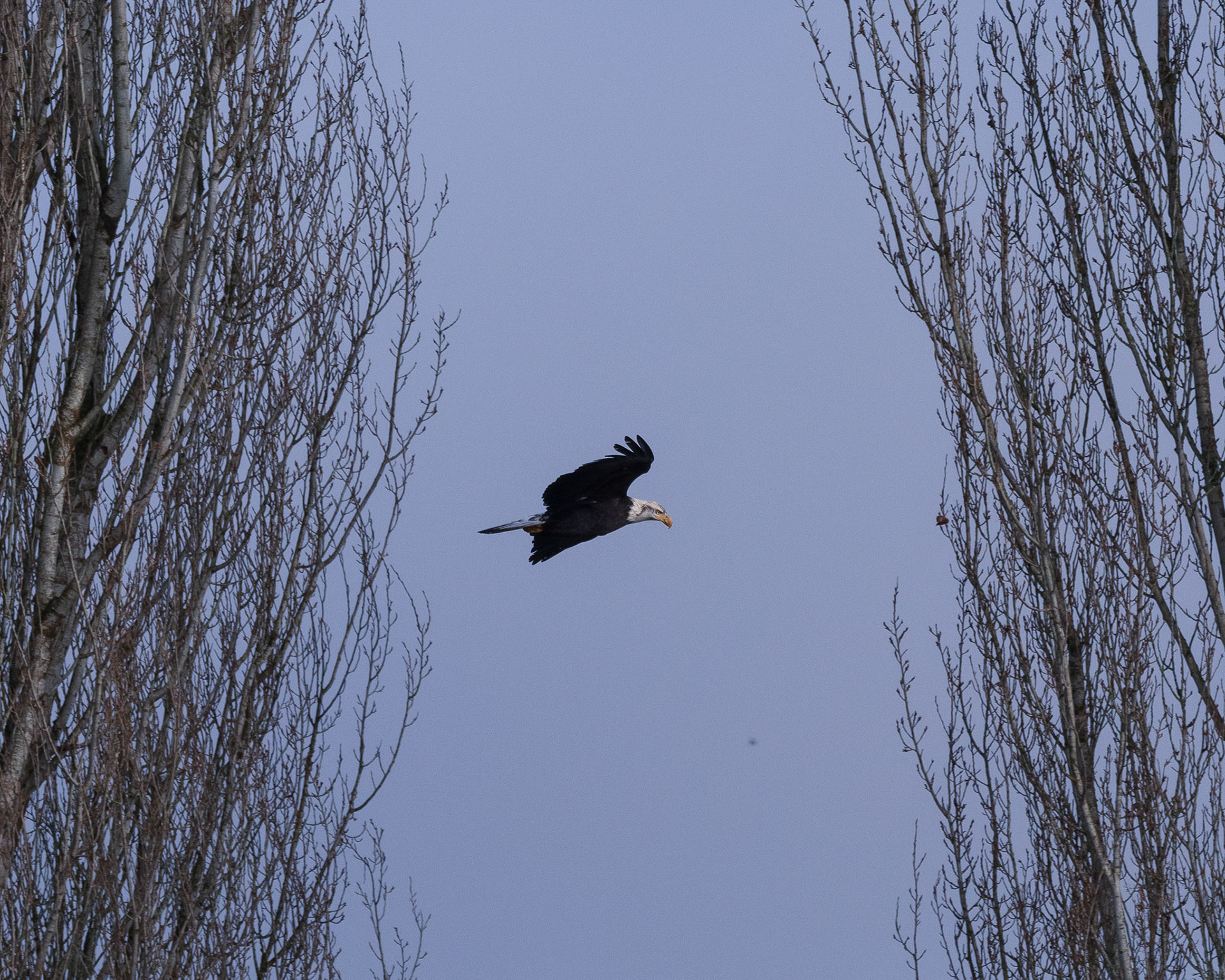 One of the Bald Eagles leaves its perch and begins to soar through the trees above the Snohomish River, WA