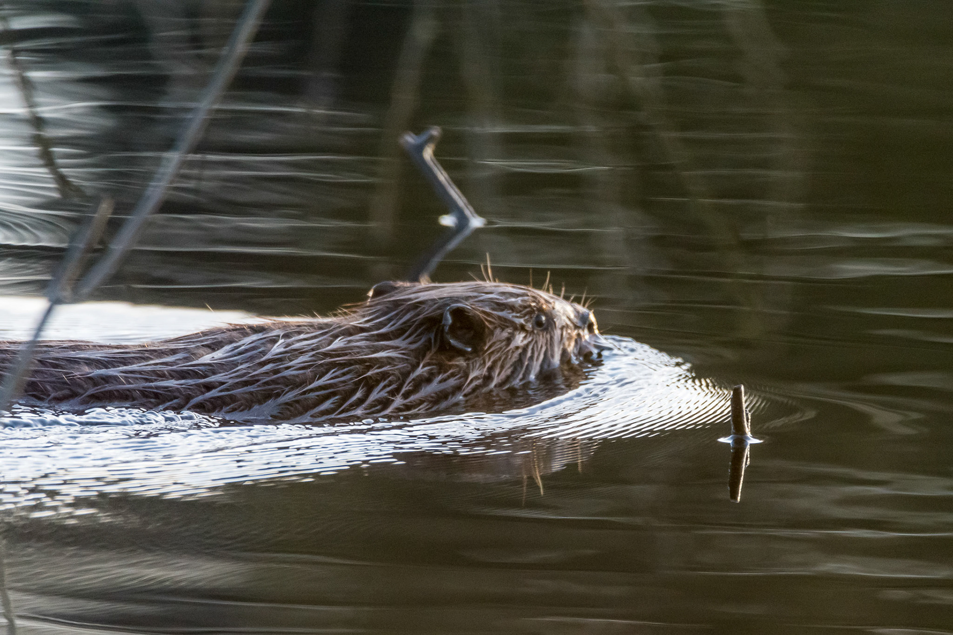 Beaver swimming along