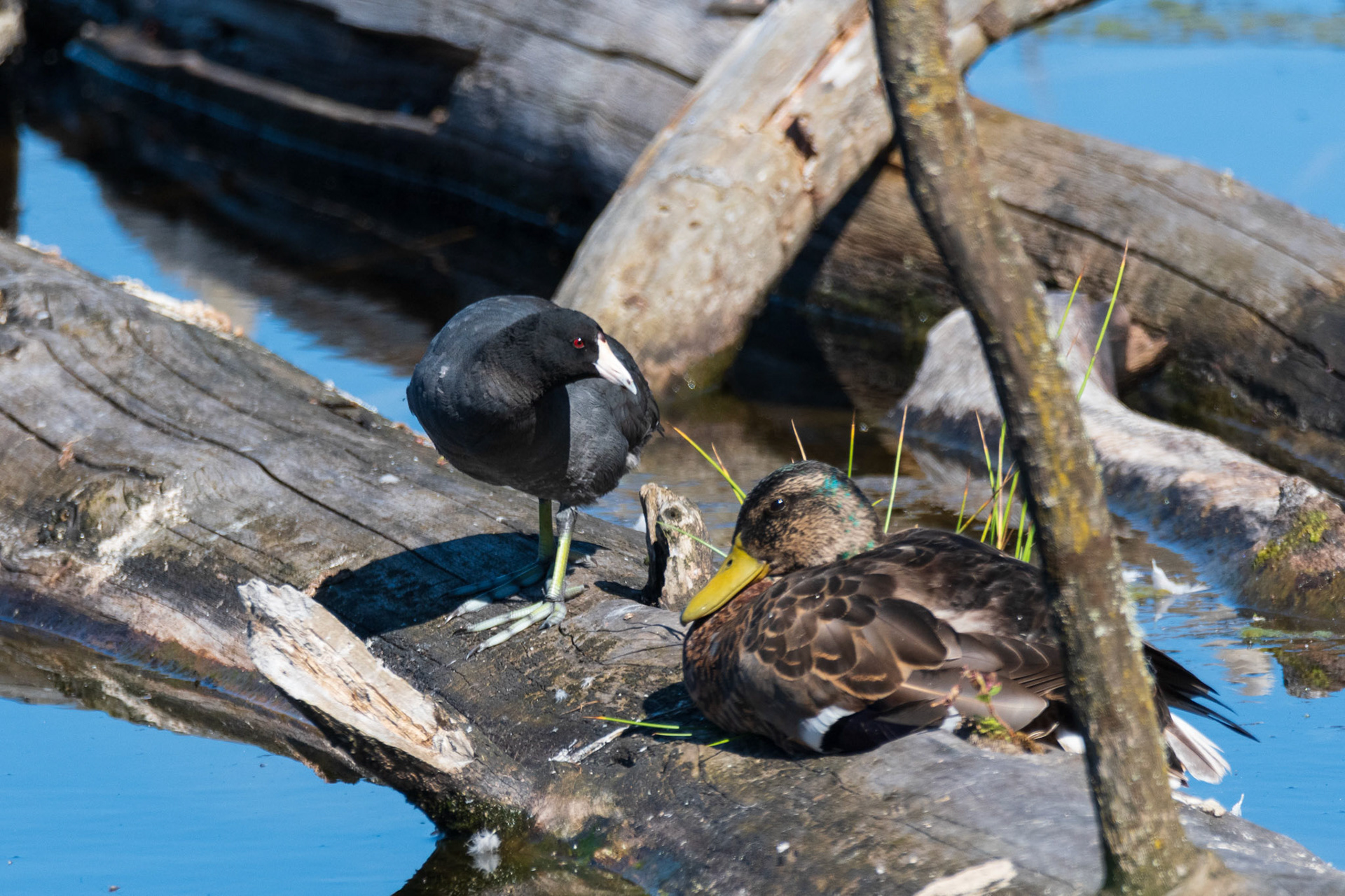 Suft Scooter and Mallard