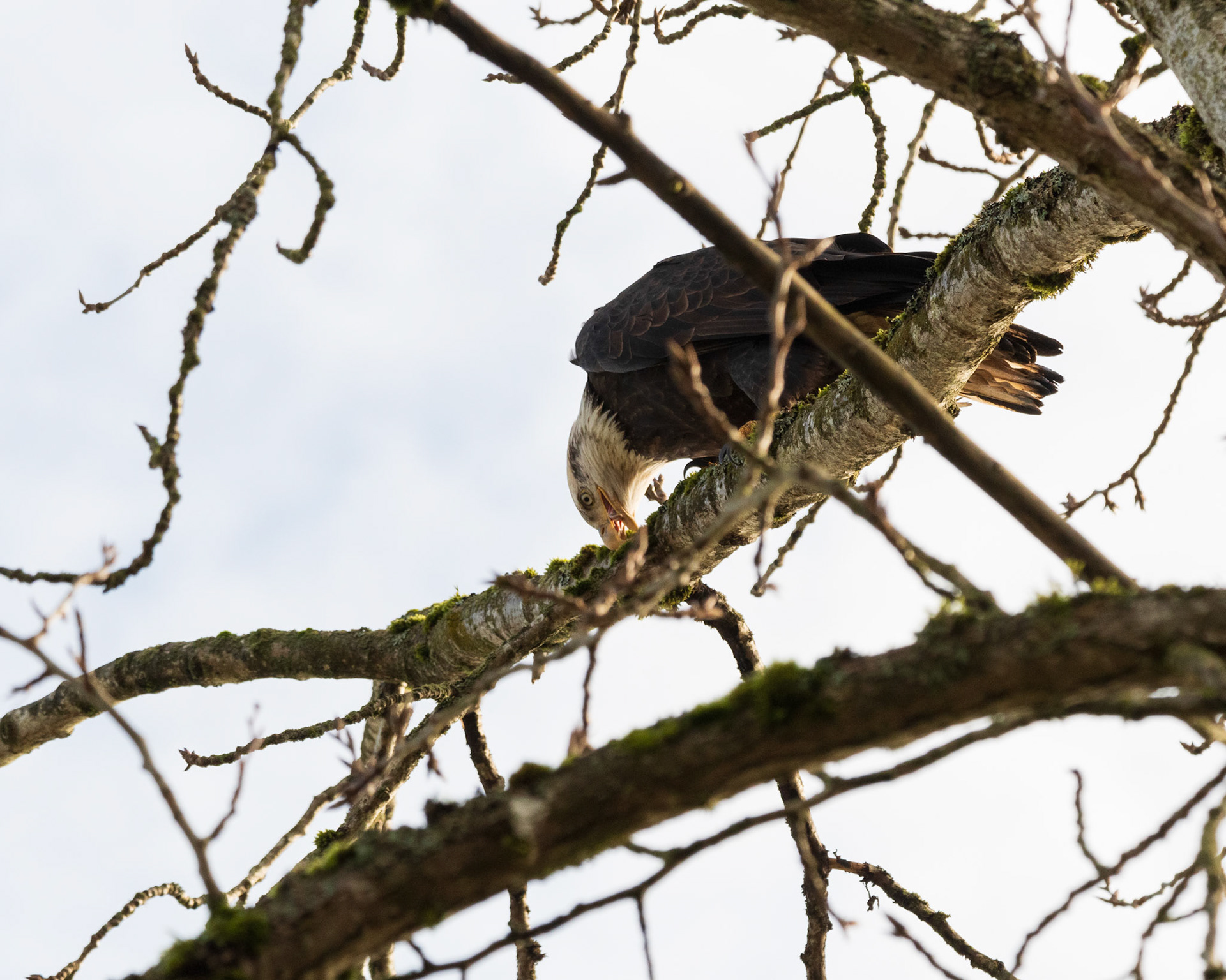 While its mate flies along the river a female Bald Eagle cleans its beak after a small meal (note tongue).