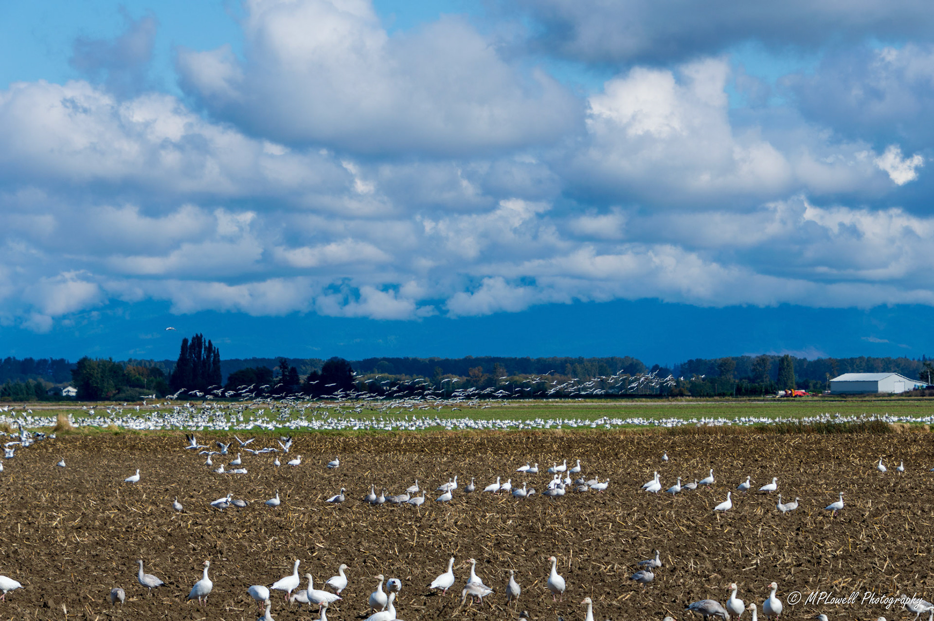 The annual Snow Geese visitors begin arriving throughout Skagit Valley fields, thousands upon thousands visit this area.   these huge flocks, migrate through this area from October to February every year and are a sight to see in the Skagit Valley farmlands, by Mount Vernon and Conway, WA
