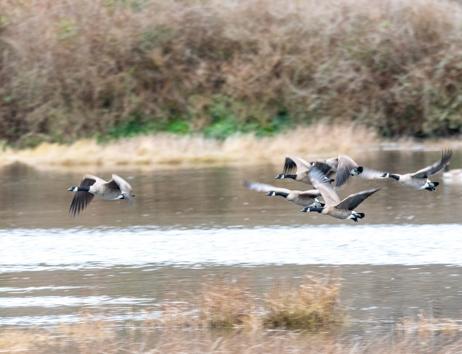 Canadiam Geese take off and follow a leaser from the Edmonds Marsh Wetlands, in Edmonds WA