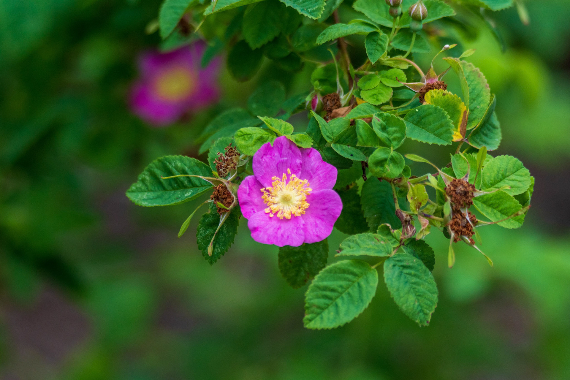 Wild Nootka Rose