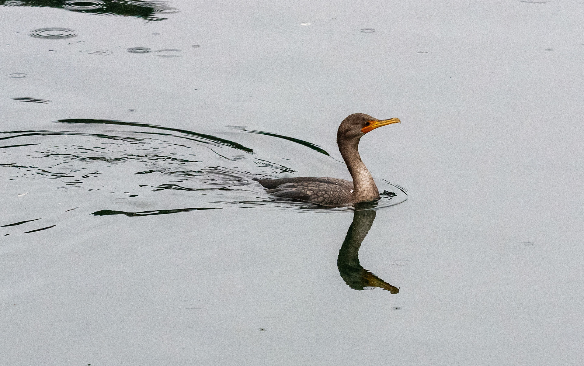 A single Cormorant looking for a meal.