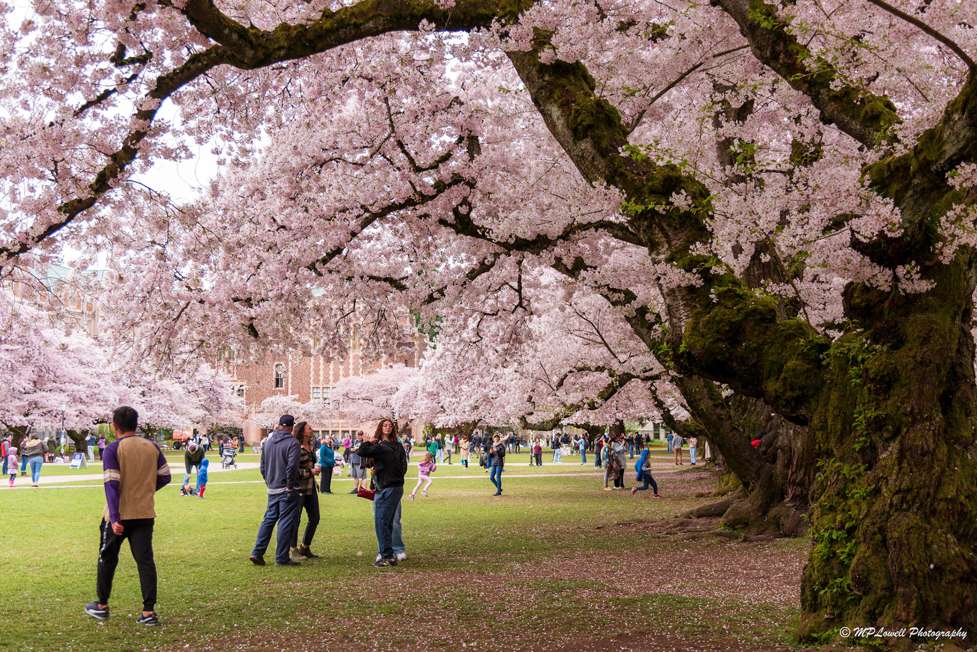 Crowds enjoy the UW Cherry Blossoms