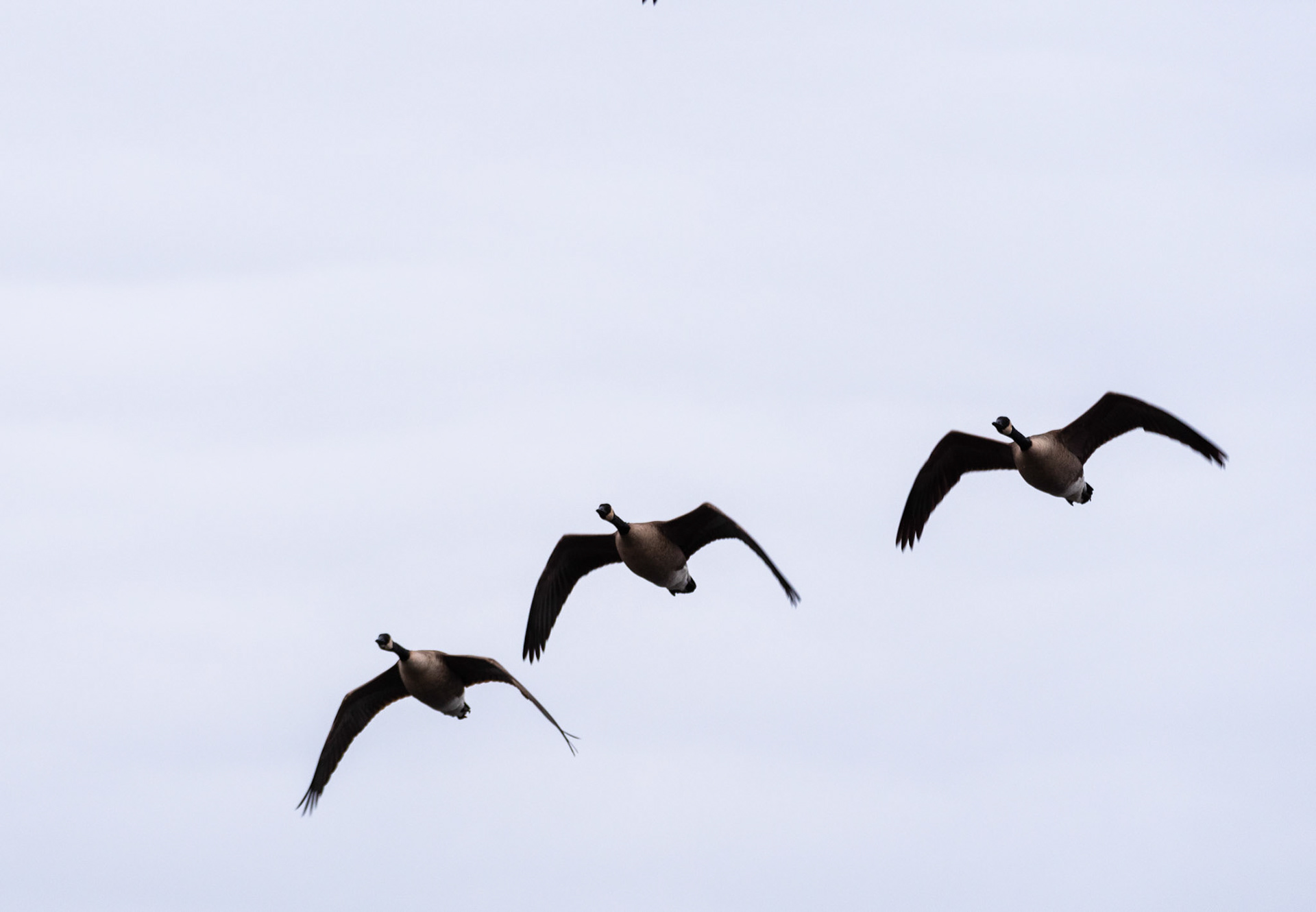 A collection of geese and ducks on 02/12/2021 at the Edmonds Marsh Wetlands, Edmonds WA.